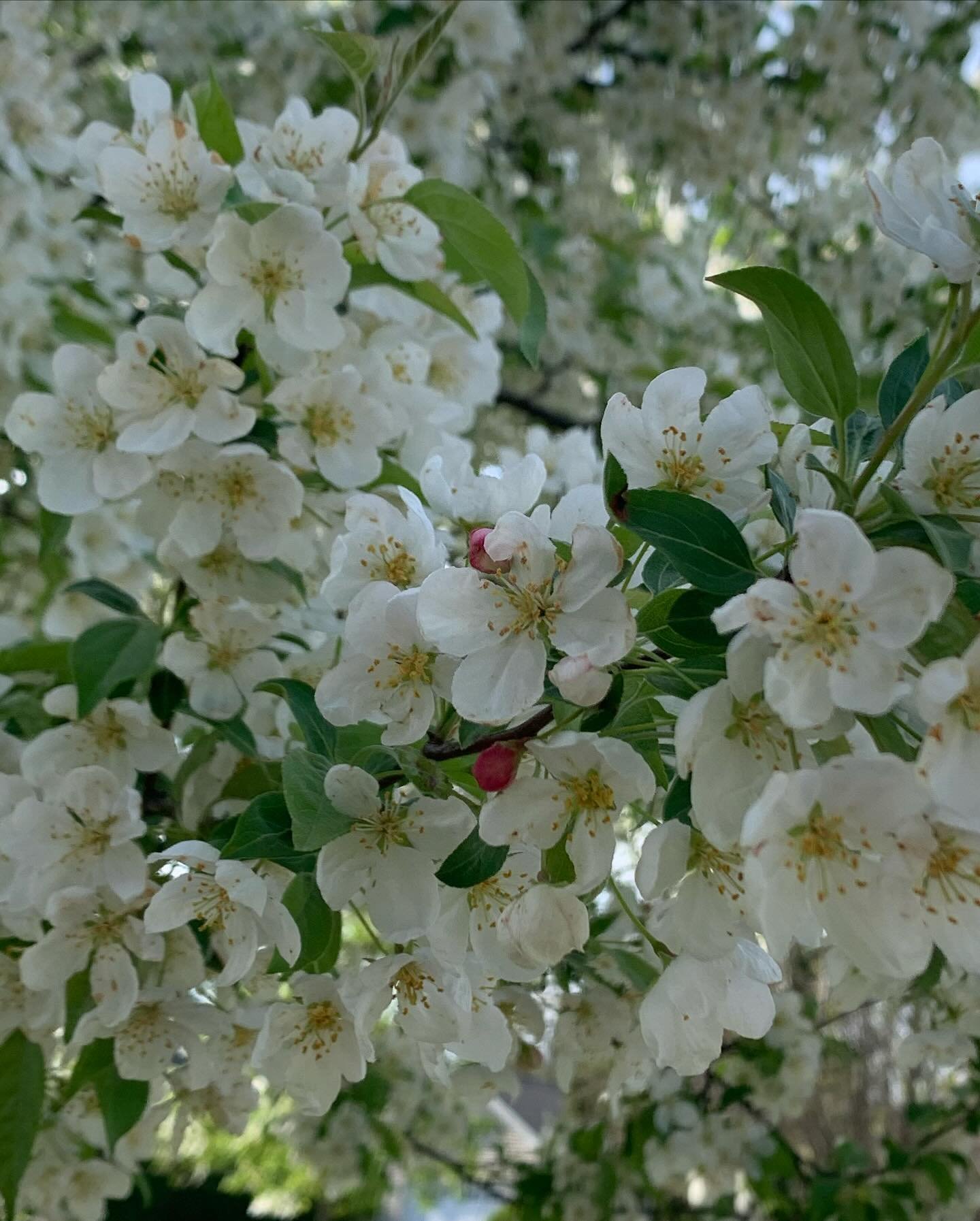 Cherry blossoms