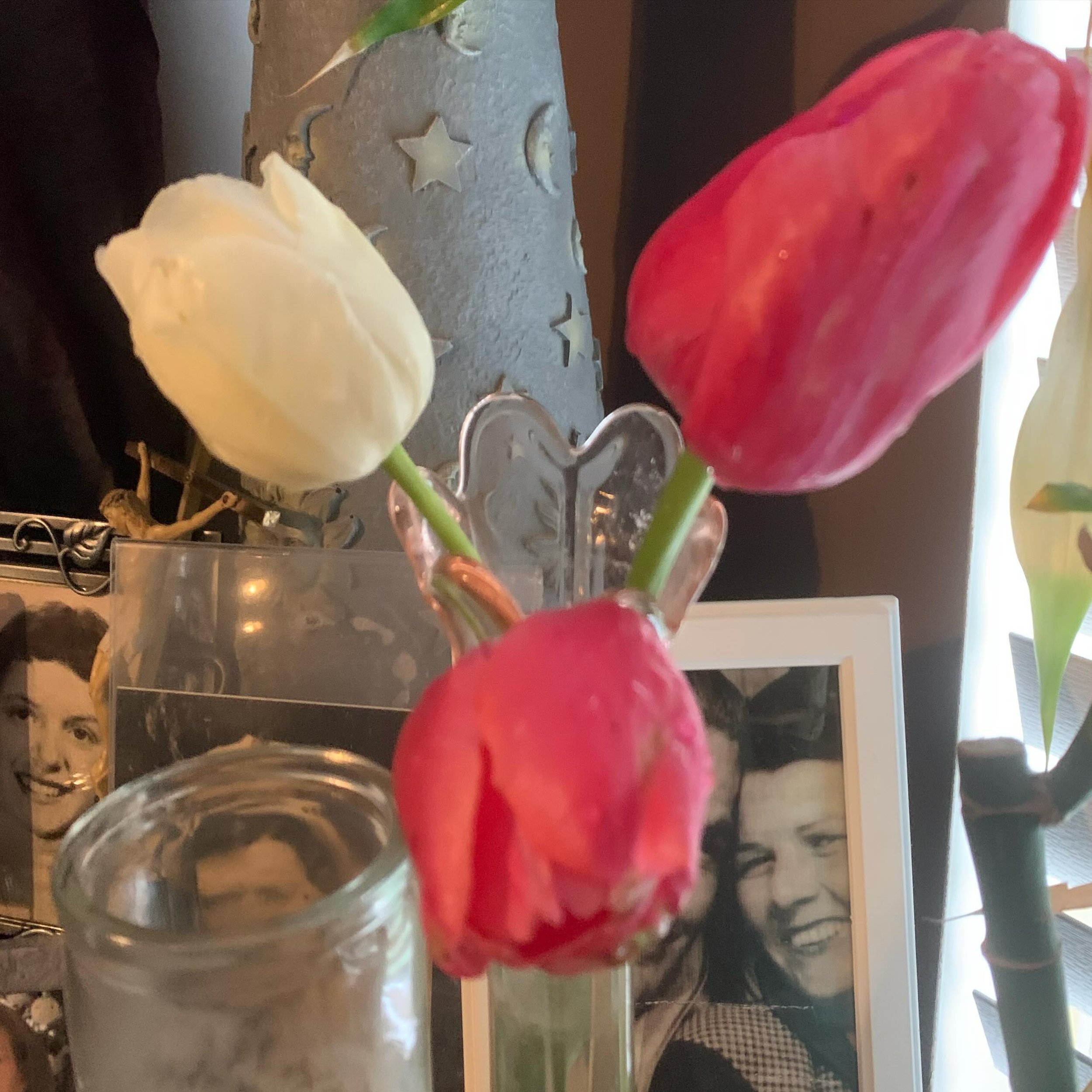 Almost picked up flowers at the store but something told me not to do it. Came home and saw I had hidden on the other side of the tree on the parkway, these 3 lovely Tulips. Instead of letting them get beaten up by the incoming storm, I brought them 