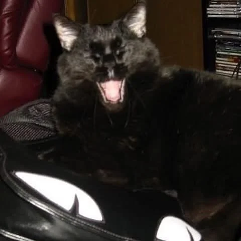 Happy National Black Cat Day.