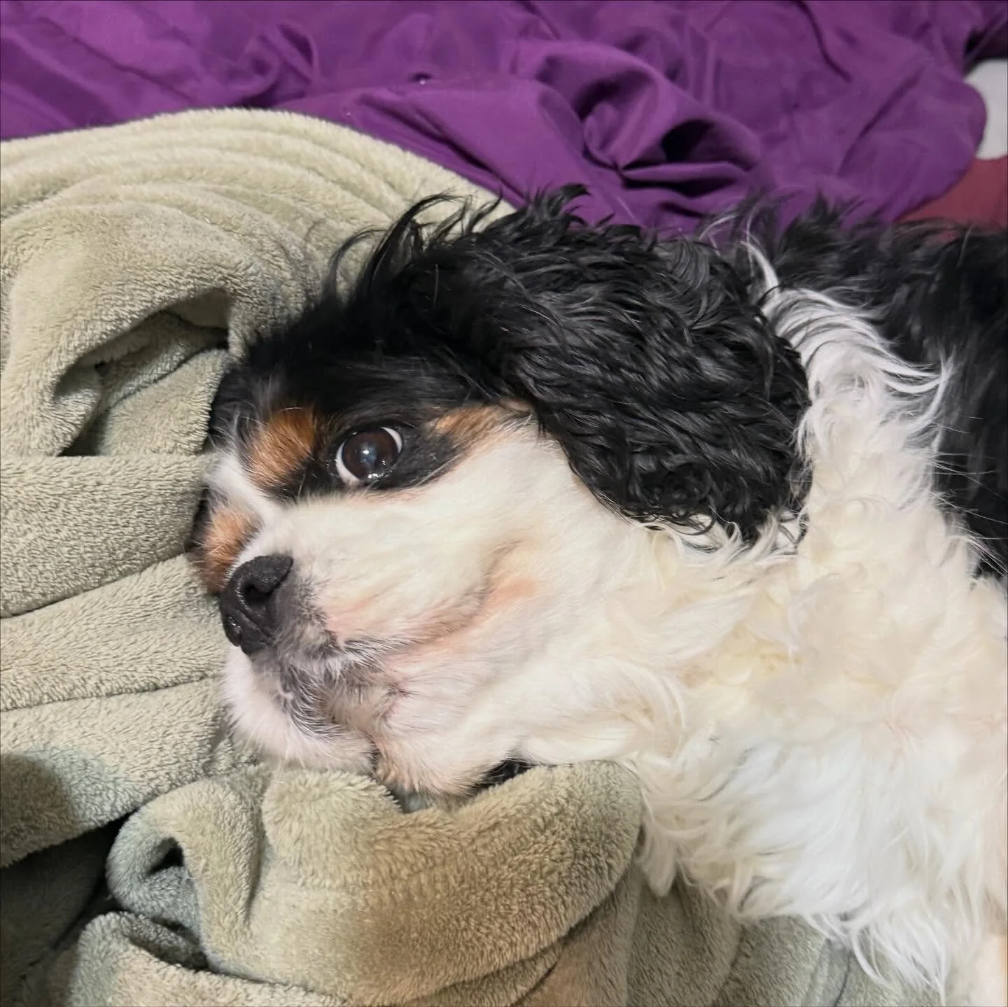 The many faces of Charlie in the morning. #cavlife #cavalierkingcharlesspaniel