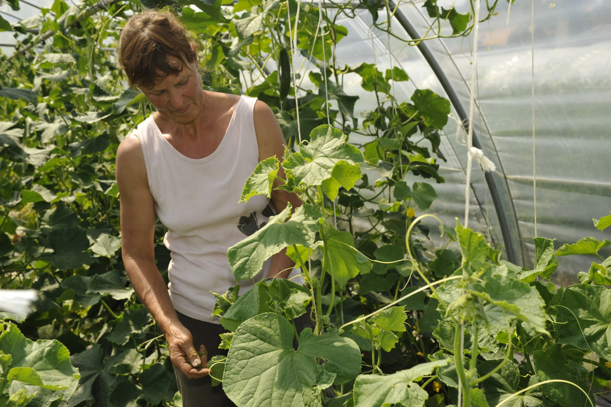 Gurkenanbau unter Witterungsschutz.