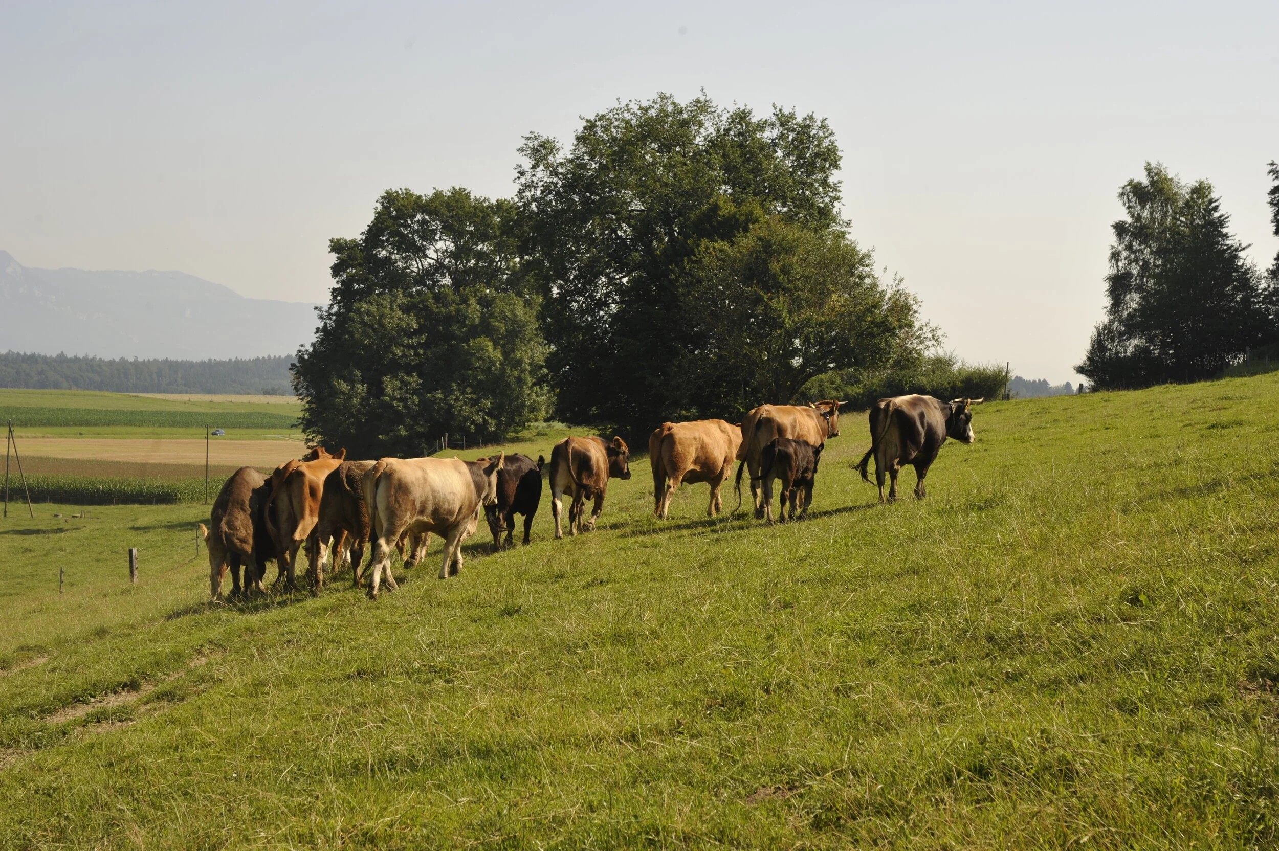 Unsere Mutterkuhherde ist der Ausgleich zu den Intensivkulturen Obst und Gemüse.