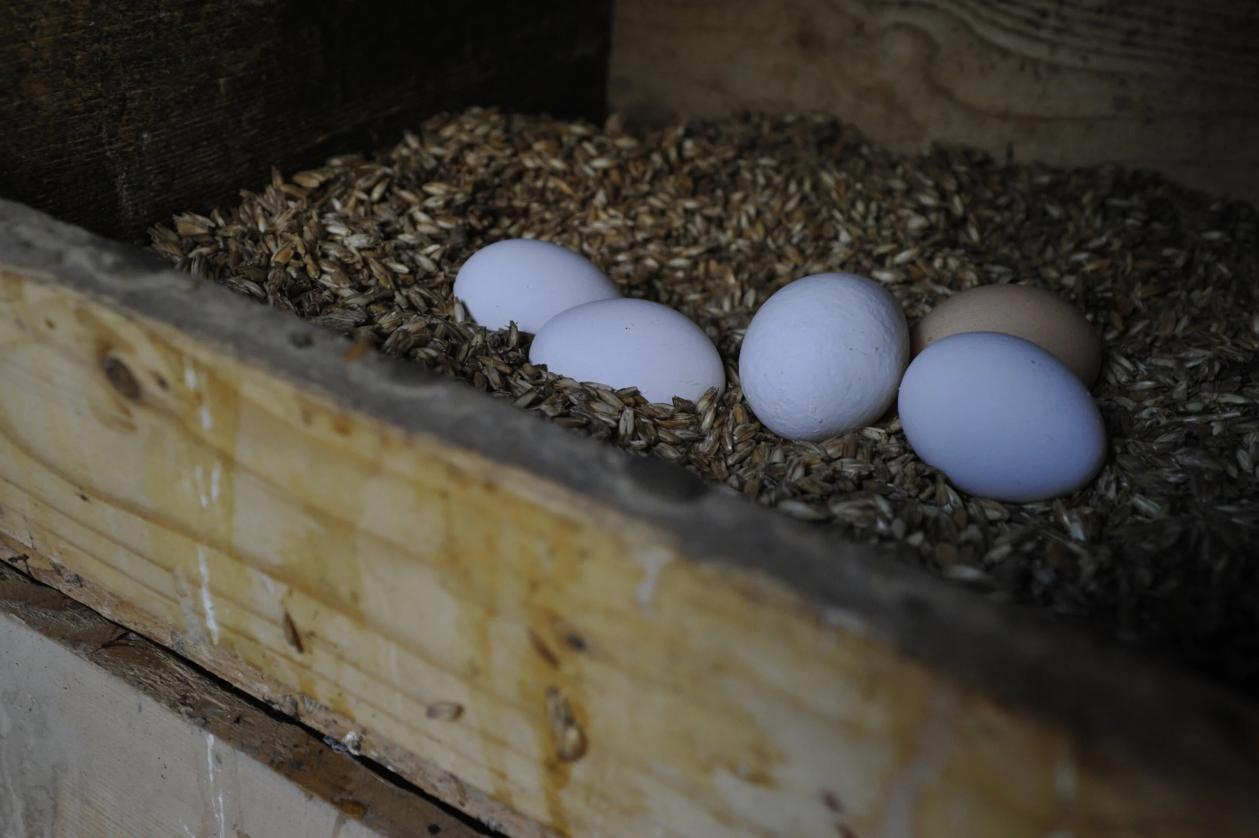 Die Hühner legen am liebsten in Nester mit frischem Spelz.