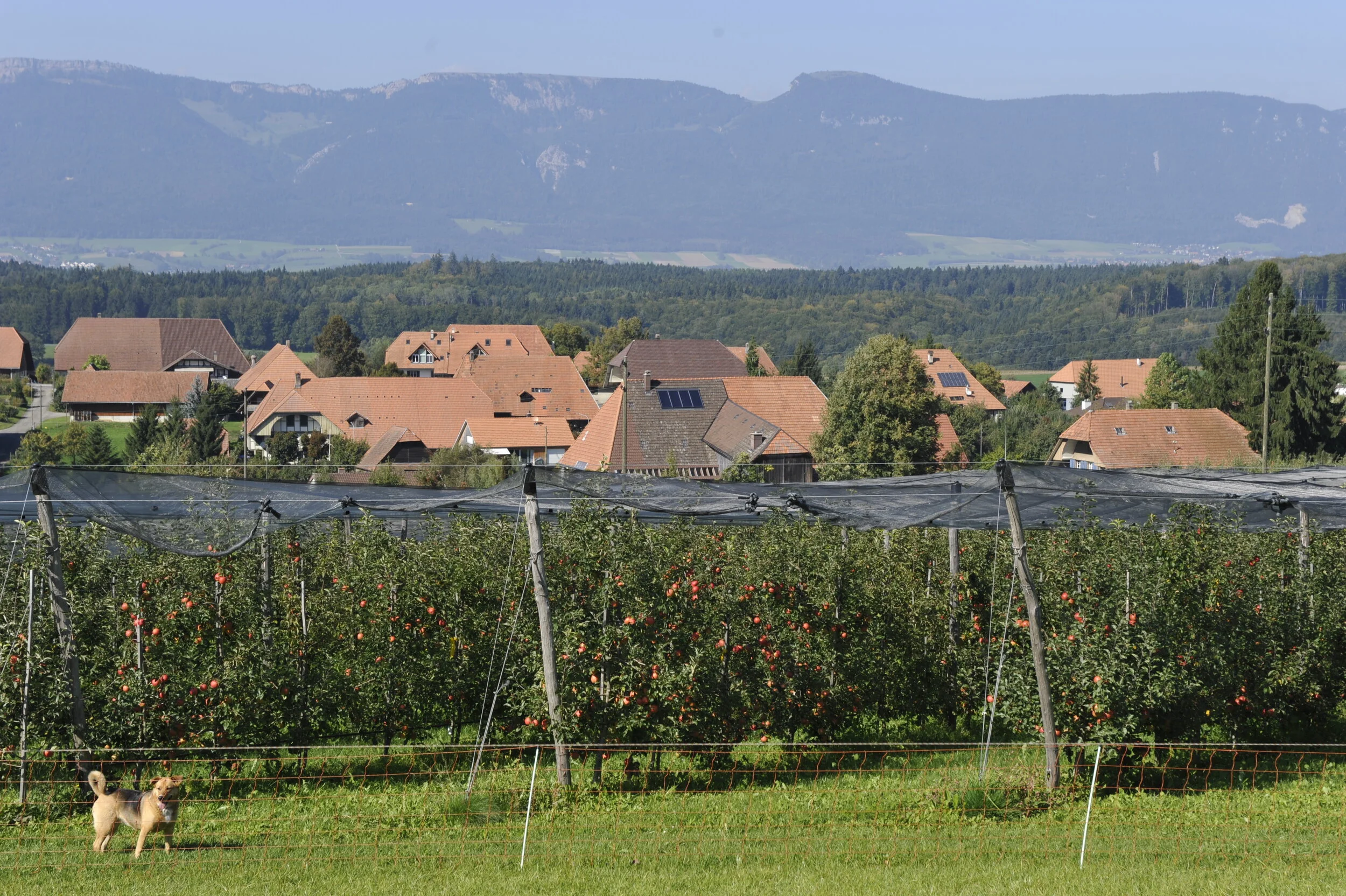 Blick auf unser Dorf Hessigkofen, im Vordergrund die Obstanlage, hinten der Jura