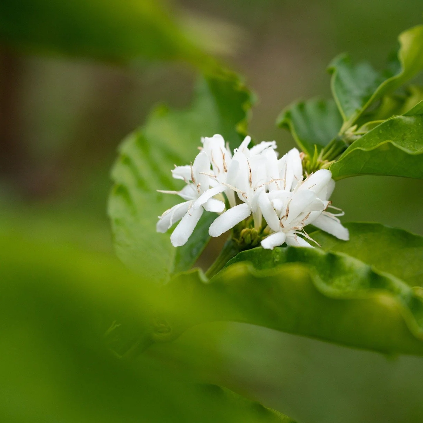 Ahh!! Kona Snow: The Fragrant Promise of a New Coffee Season โ๐ฟ
This morning we arrived to the farm here in Kona, and the coffee trees are bursting into bloom, covering the orchards in delicate white flowers—what we call Kona Snow. โ๏ธโจ It&rsq