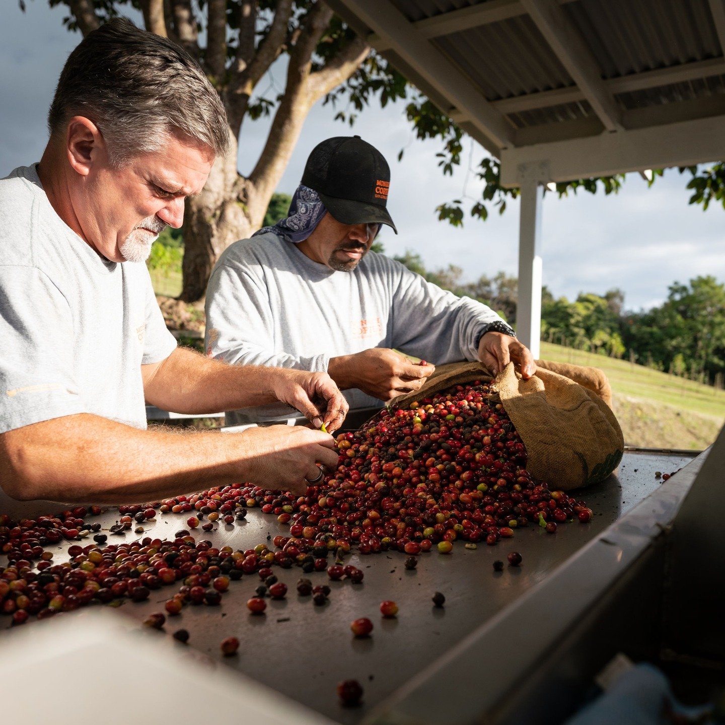 Necessary Endings: The Art of Pruning for a Stronger Future 
Today, our new picking crew began harvesting the last round of Gesha—the final act of a long and rewarding season. And just like that, we transition into one of the most vital and in