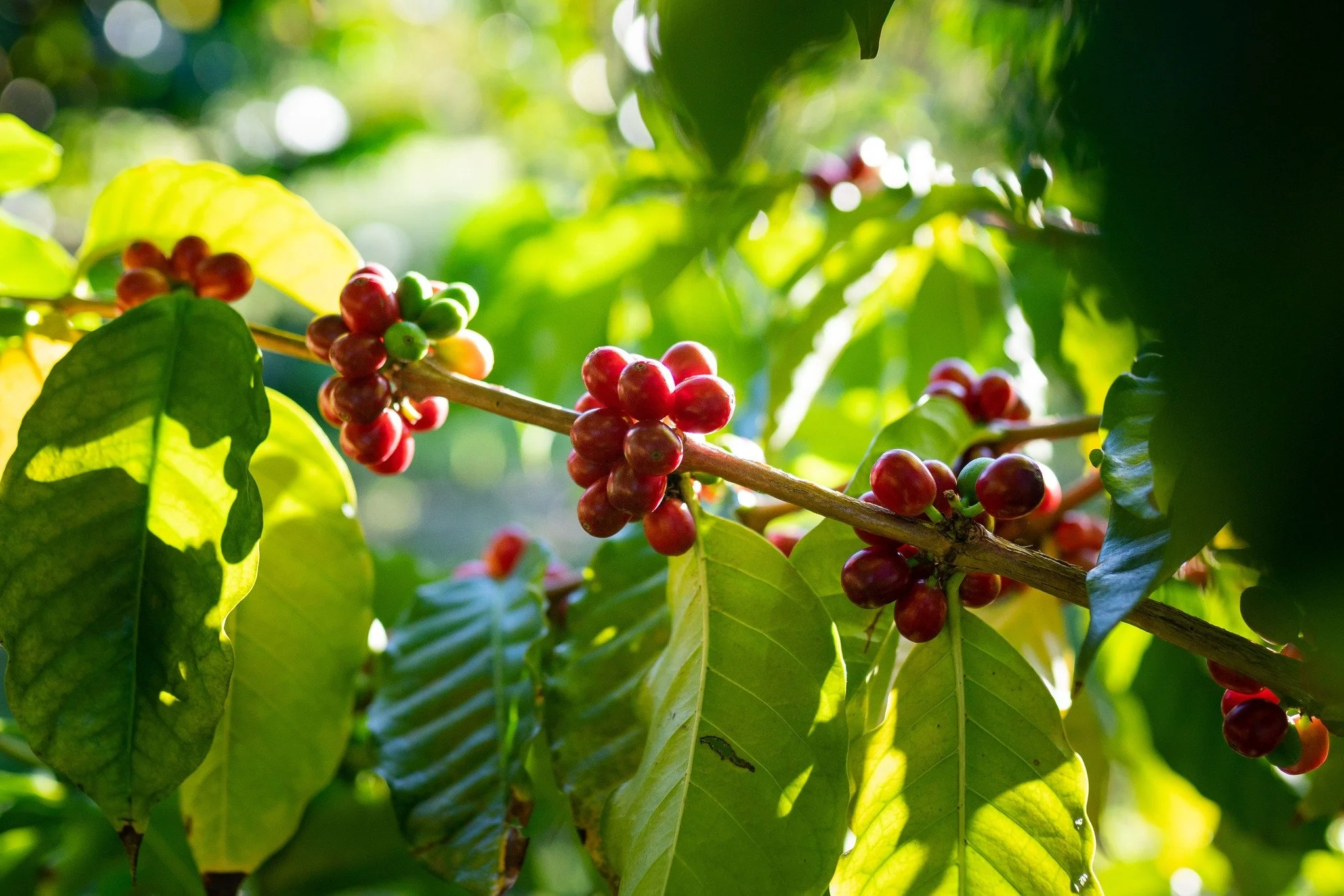 Every coffee cherry is picked by hand—one by one. It’s a labor of craft, patience, and precision. 
When you brew a cup, remember that for roughly every two beans, a whole cherry was carefully chosen.
#coffeefarm #konacoffee #coffeecherr