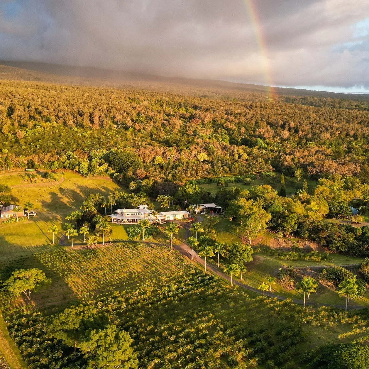 The same Hawaiian climate that paints the sky with rainbows is what makes Kona coffee thrive. Morning sun, afternoon rain, and rich volcanic soil work together to create the perfect growing conditions—one more reason why coffee from this land i