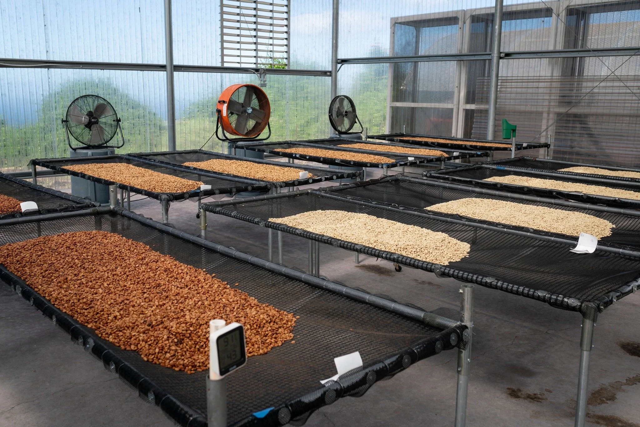 A look inside the drying house: rows of coffee processed in different ways—natural, washed, and honey—each method shaping the flavor in its own way. You might notice the difference on our packaging too—each lot is labeled by process