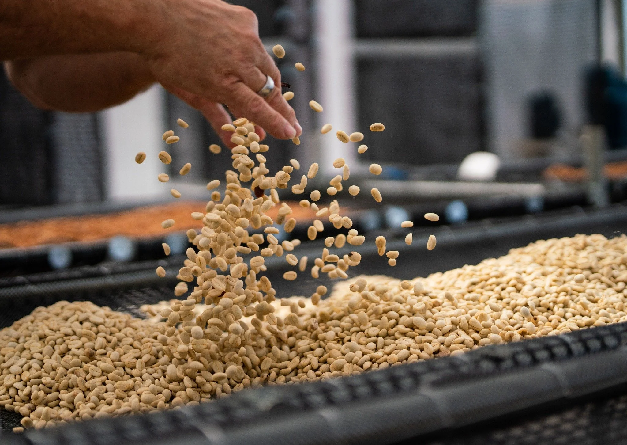 From harvest to drying, every step is personally tended to. Hand turning, or raking the wet parchment, ensures even drying from the good airflow and moisture control&mdash;because every step shapes the final cup.

 #coffee #coffeeshop #coffeelife #co