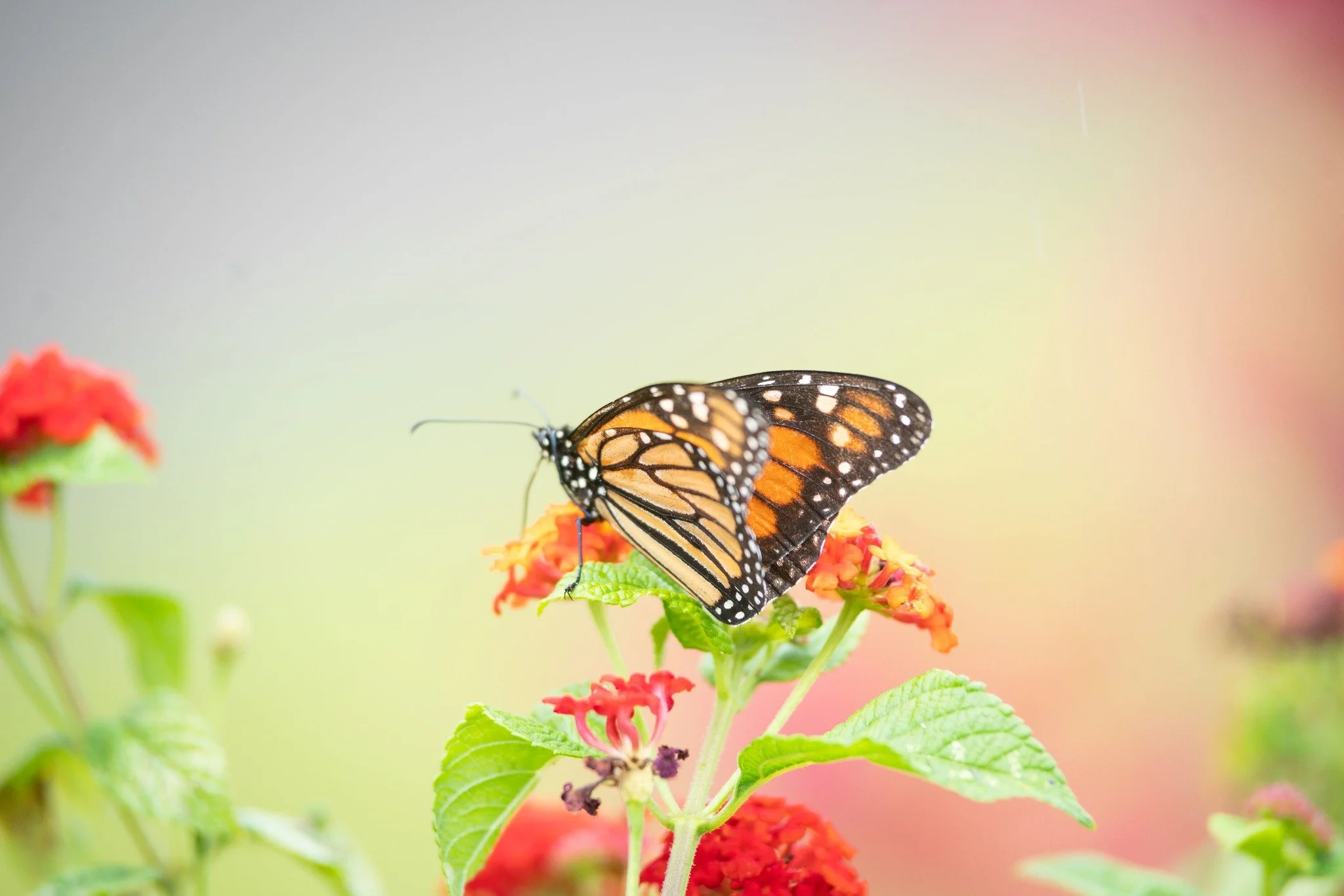 A symbol of transformation, balance, and beauty&mdash;just like the coffee journey from farm to cup.

#Coffee #monarch #kona #konacoffee #konacoffeefarm #hawaiicoffee #hawaii
