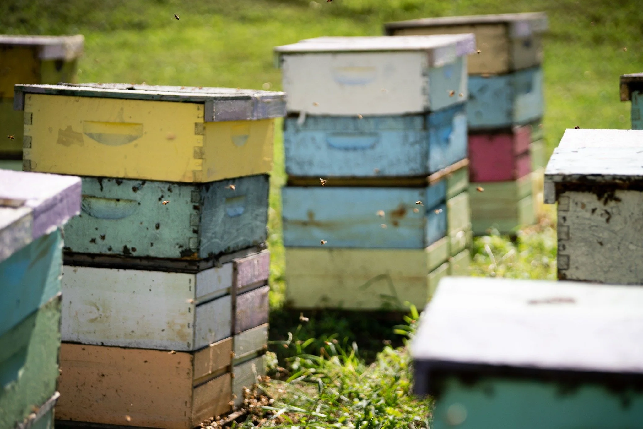 Did you know? Coffee trees don&rsquo;t need bees to pollinate, as the trees are self-pollinating; but the farm thrives because of them. 🐝 They support the flowers, fruits, and biodiversity that make this land so much more than just a farm. A thrivin