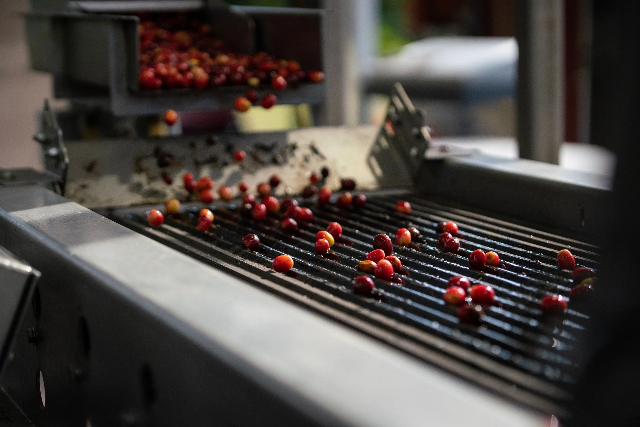 An extra step we could skip&mdash;but we won&rsquo;t. Our optical sorter uses high-speed cameras to spot imperfections and jets of air to remove imperfect cherries as they fall. It&rsquo;s a big investment, but it ensures only the best make it throug