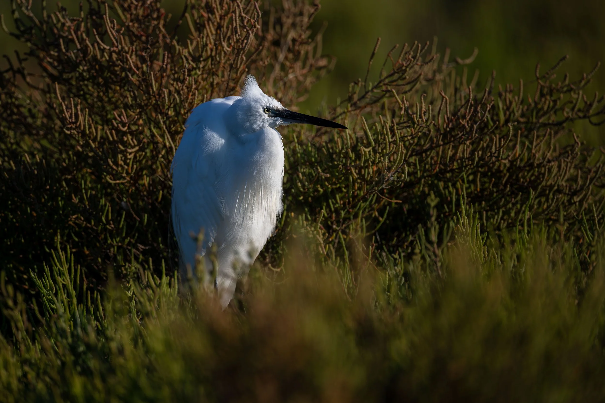 Seidenreiher 03 (FR)