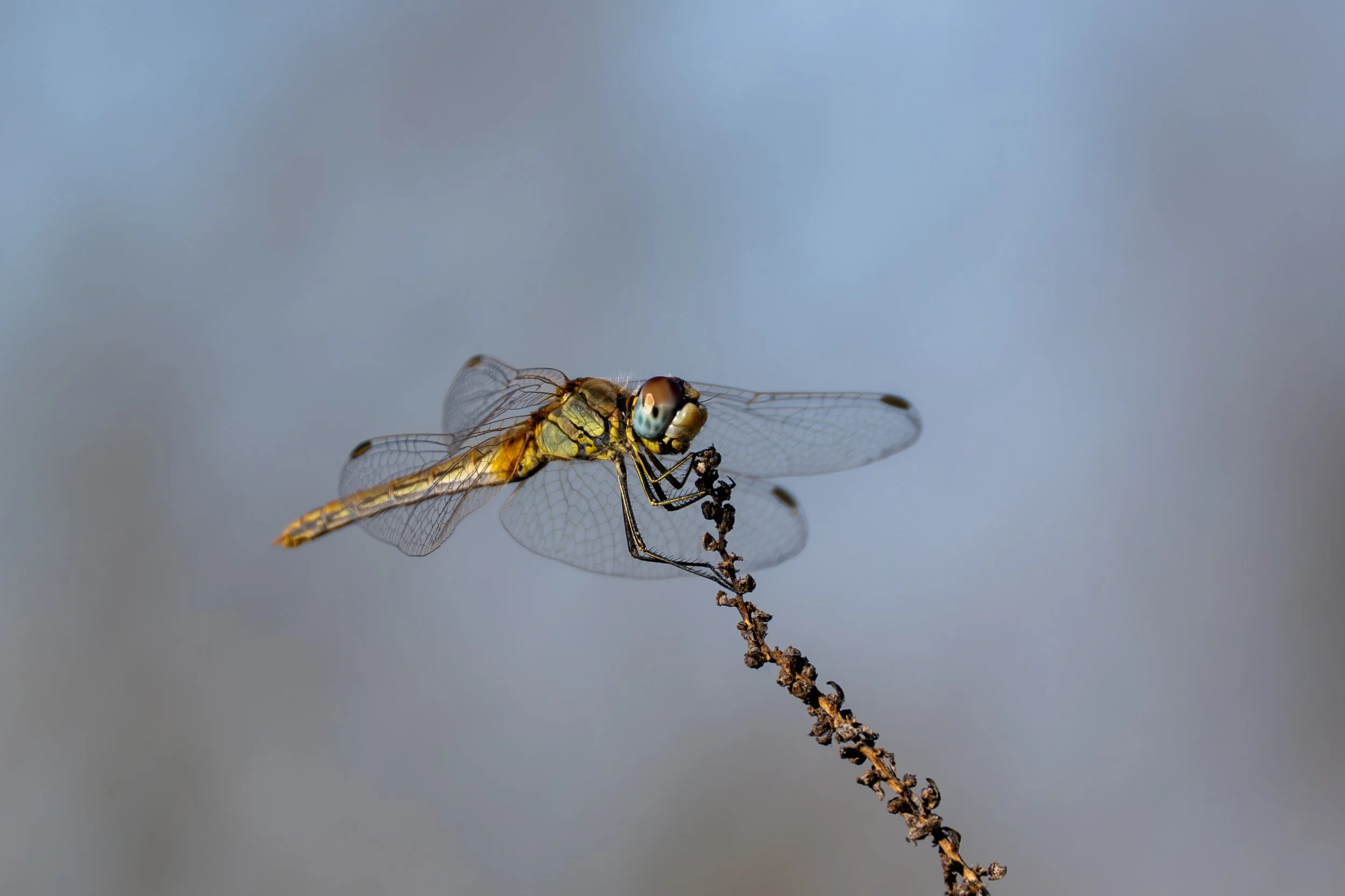 Frühe Heidelibelle (FR)