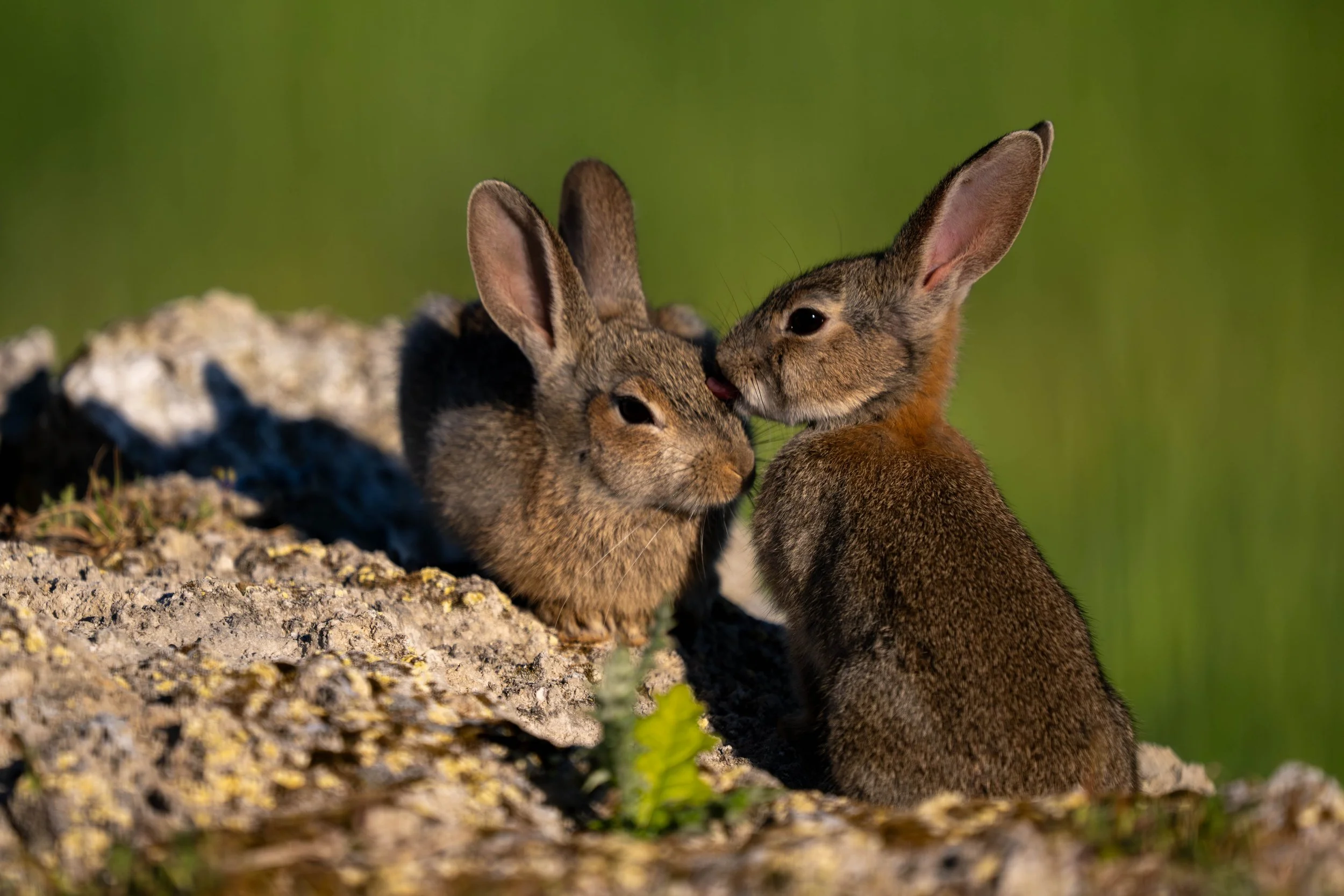 Wildkaninchen 01 (ES)