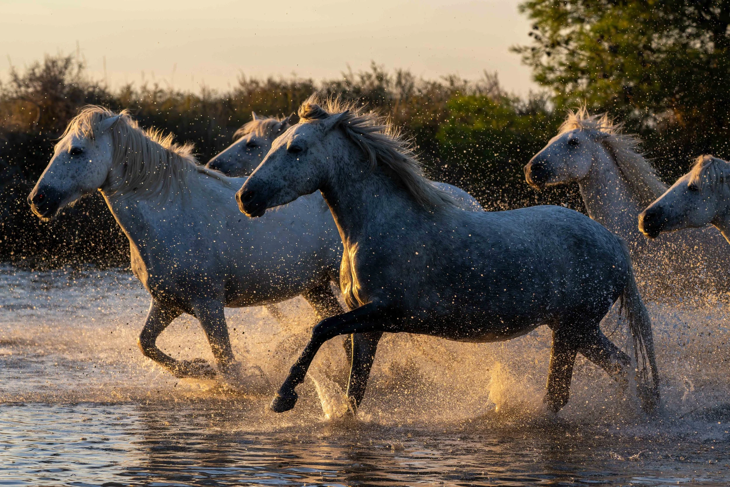 Camargue-Pferde 01 (FR)