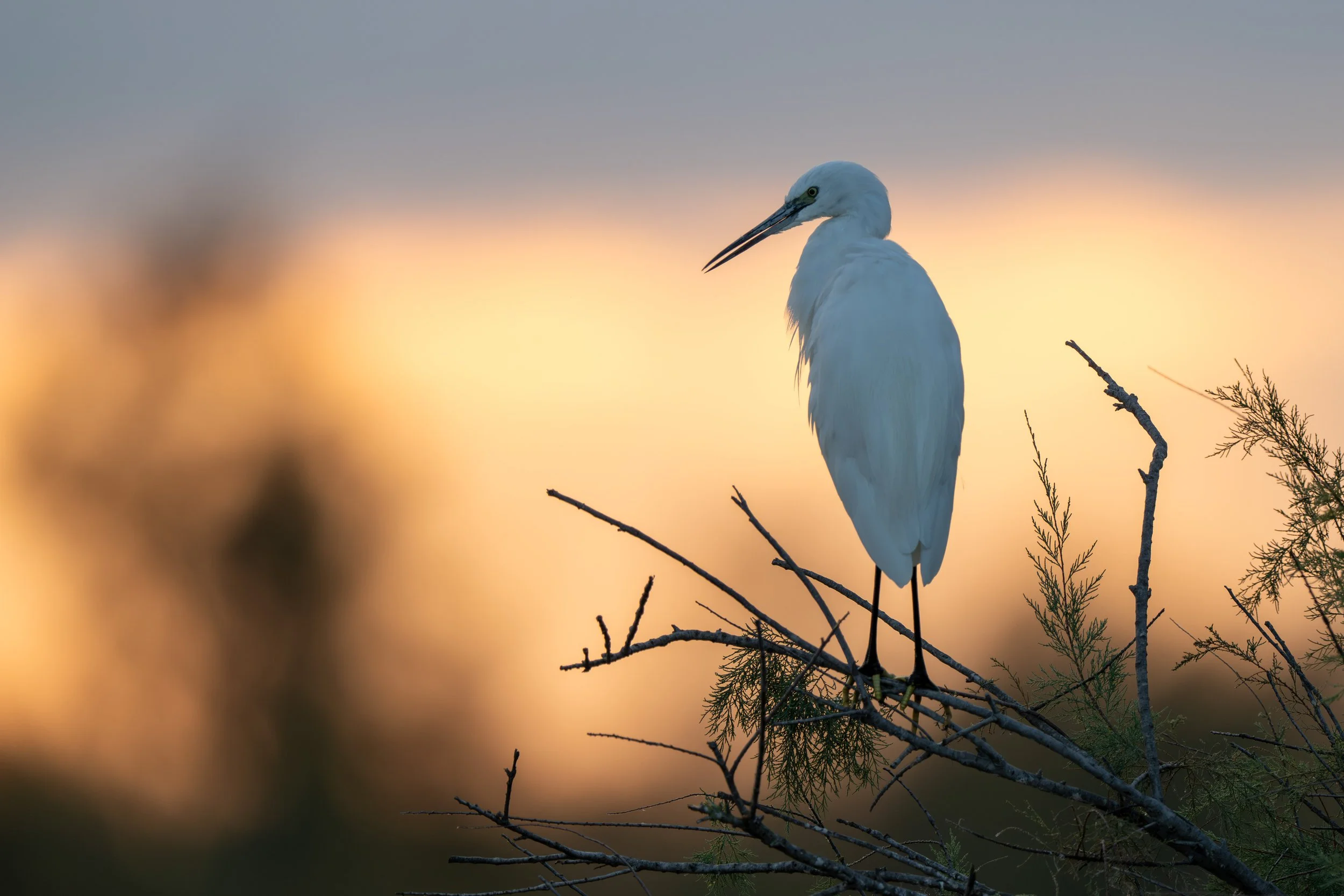 Seidenreiher 01 (FR)