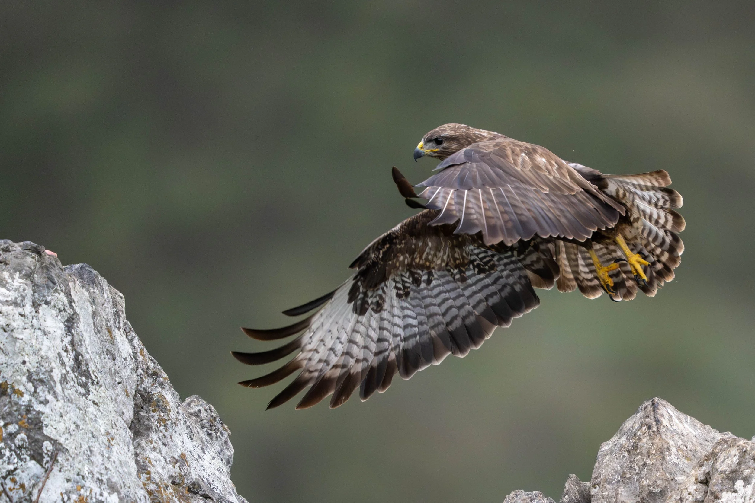 Mäusebussard 01 (ES)