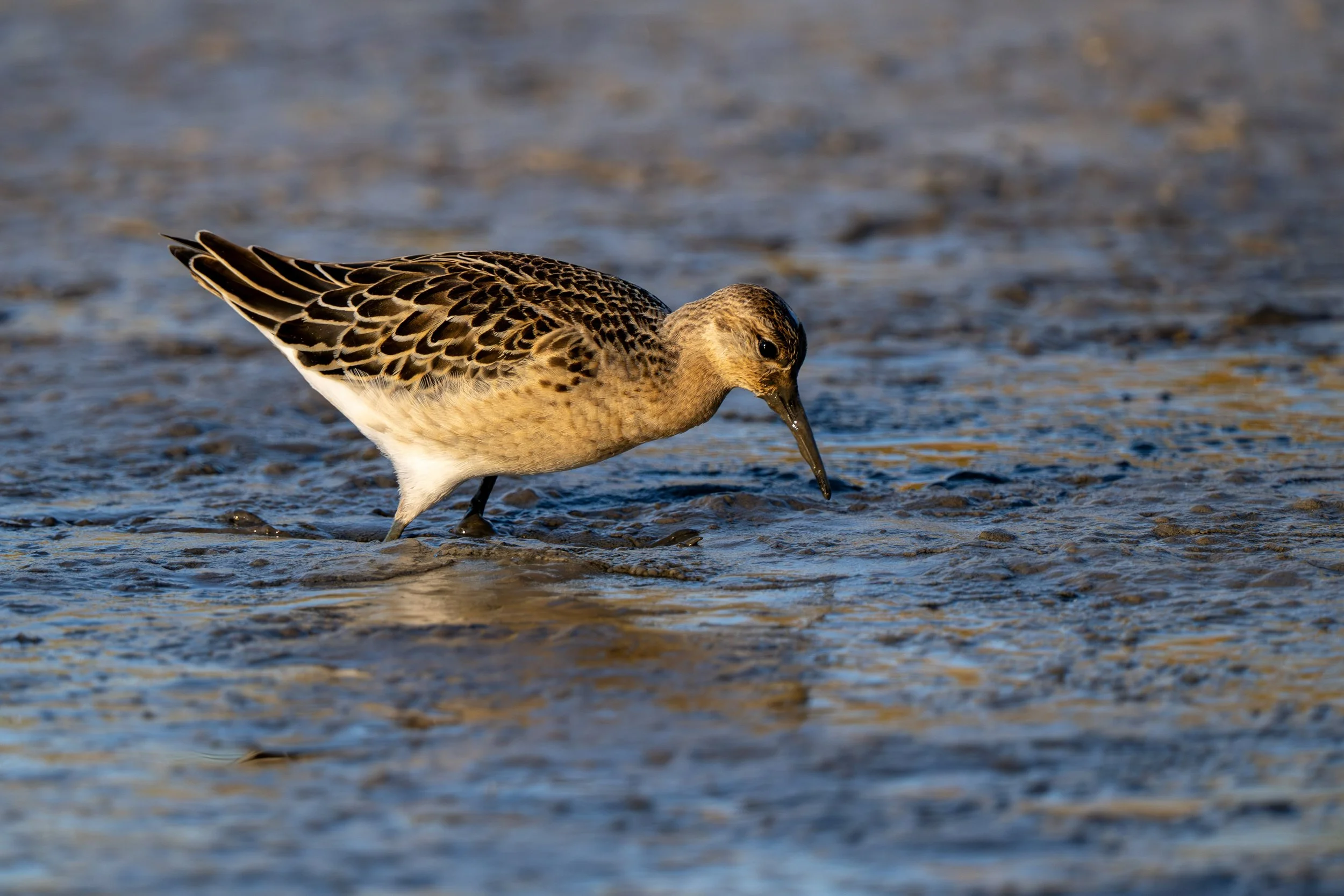 Kampfläufer 08 (FR)