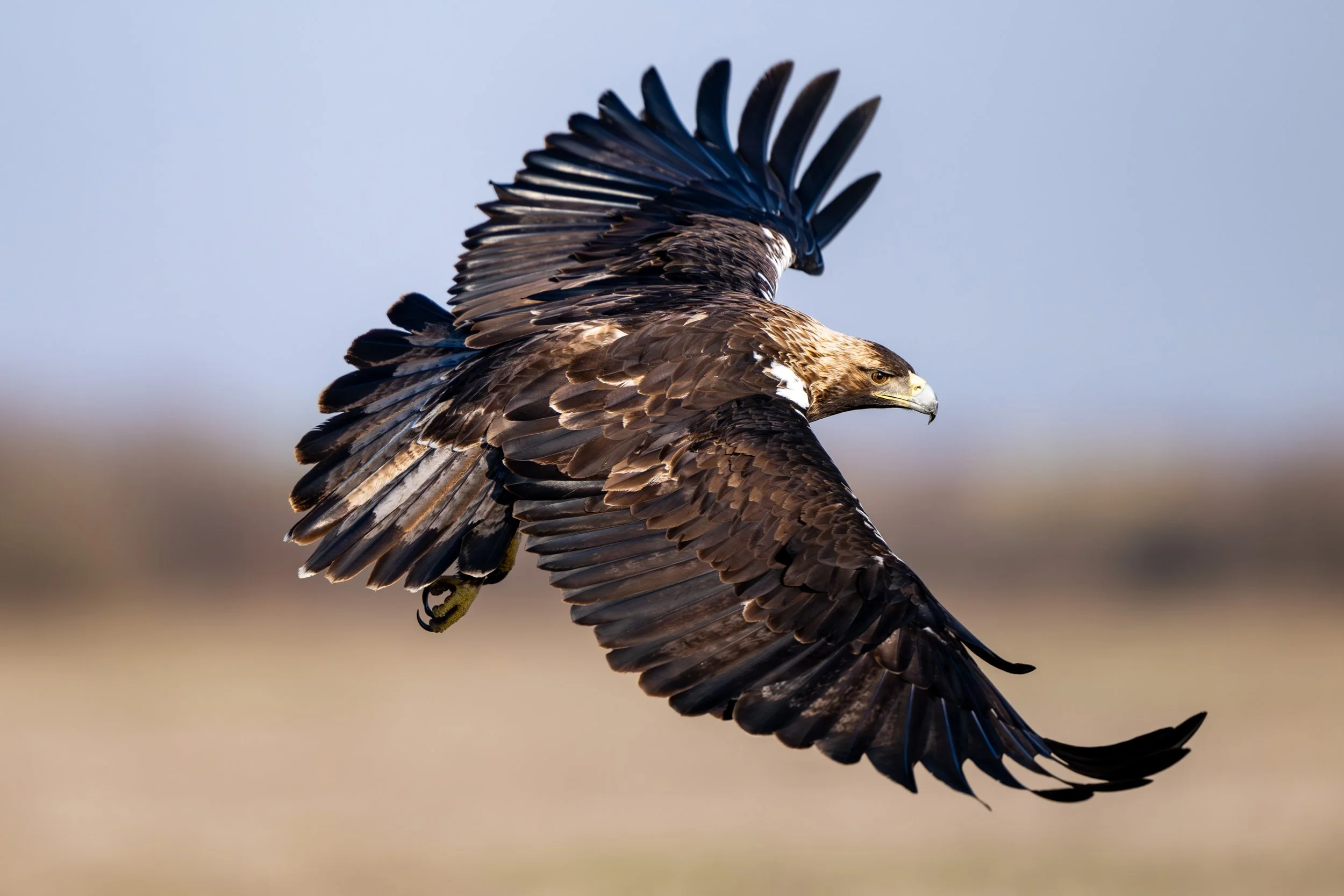 Iberienadler 01 (ES)