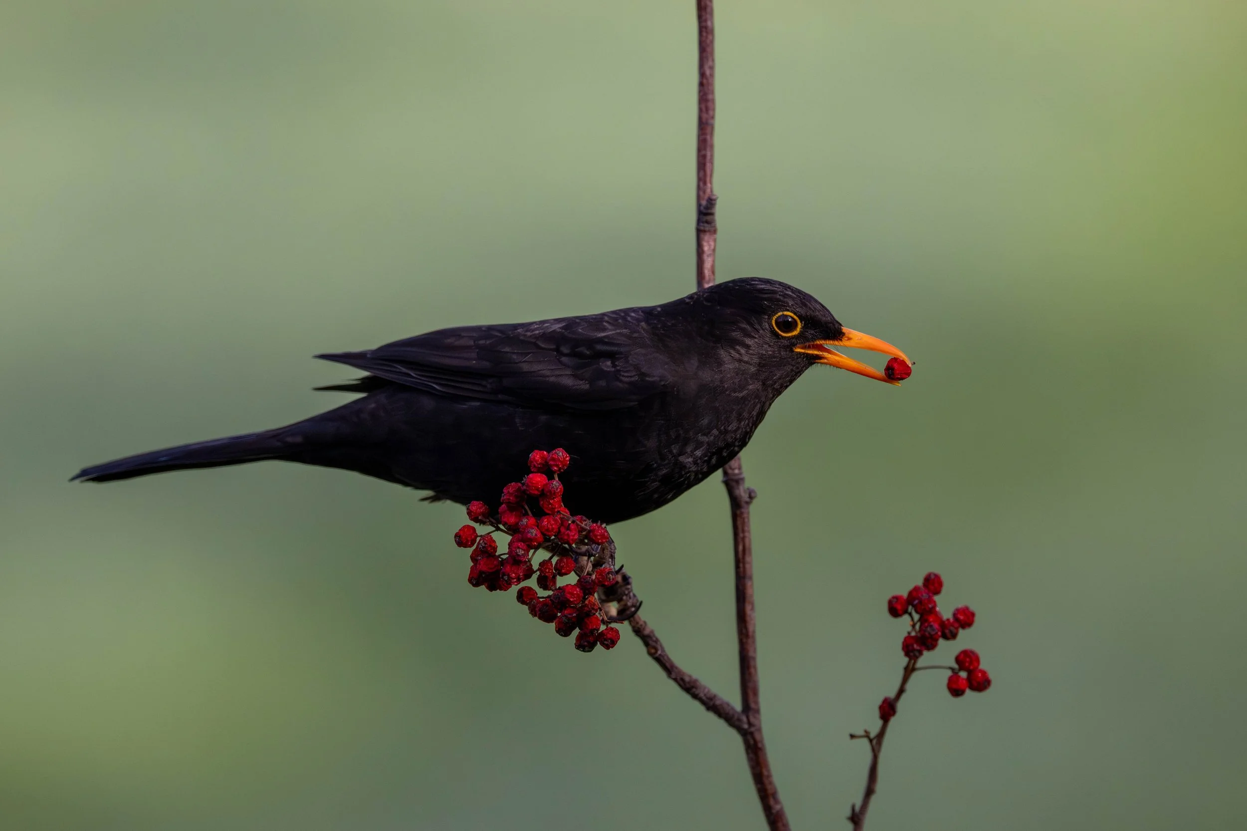 Amsel 01 (ES)