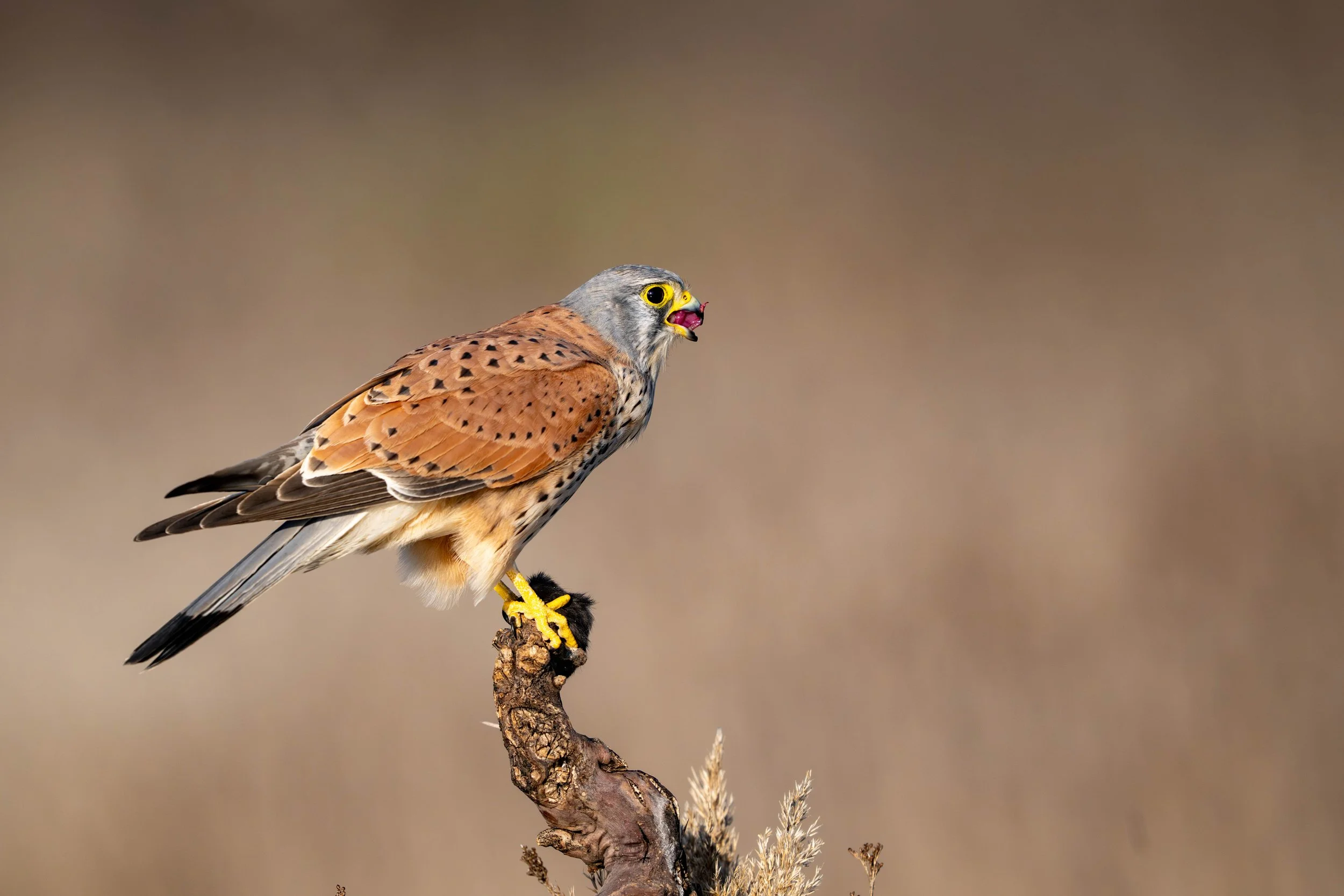 Turmfalke 01 (ES)