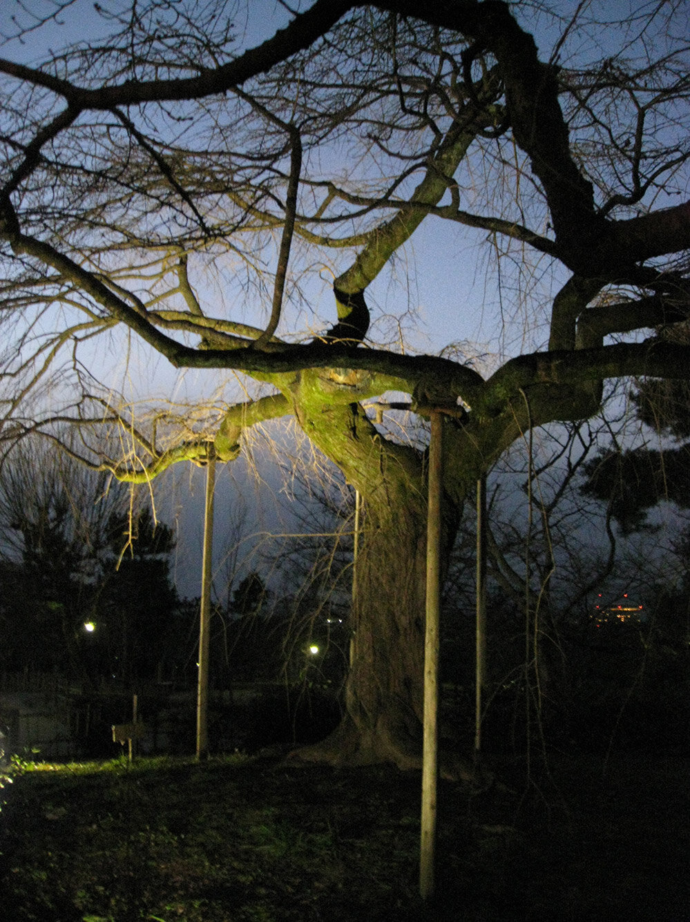Trees among people