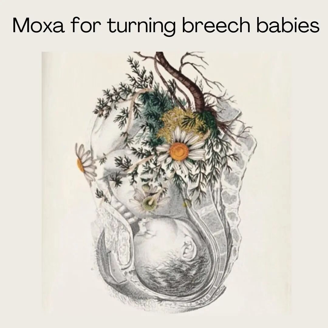 Did you know Chinese Medicine has an amazing non-invasive strategy for turning breech babies? We use a herb known as Moxa to heat a specific acupuncture point on your baby toe. The moxa is believed to stimulate hormones that encourage movement of the