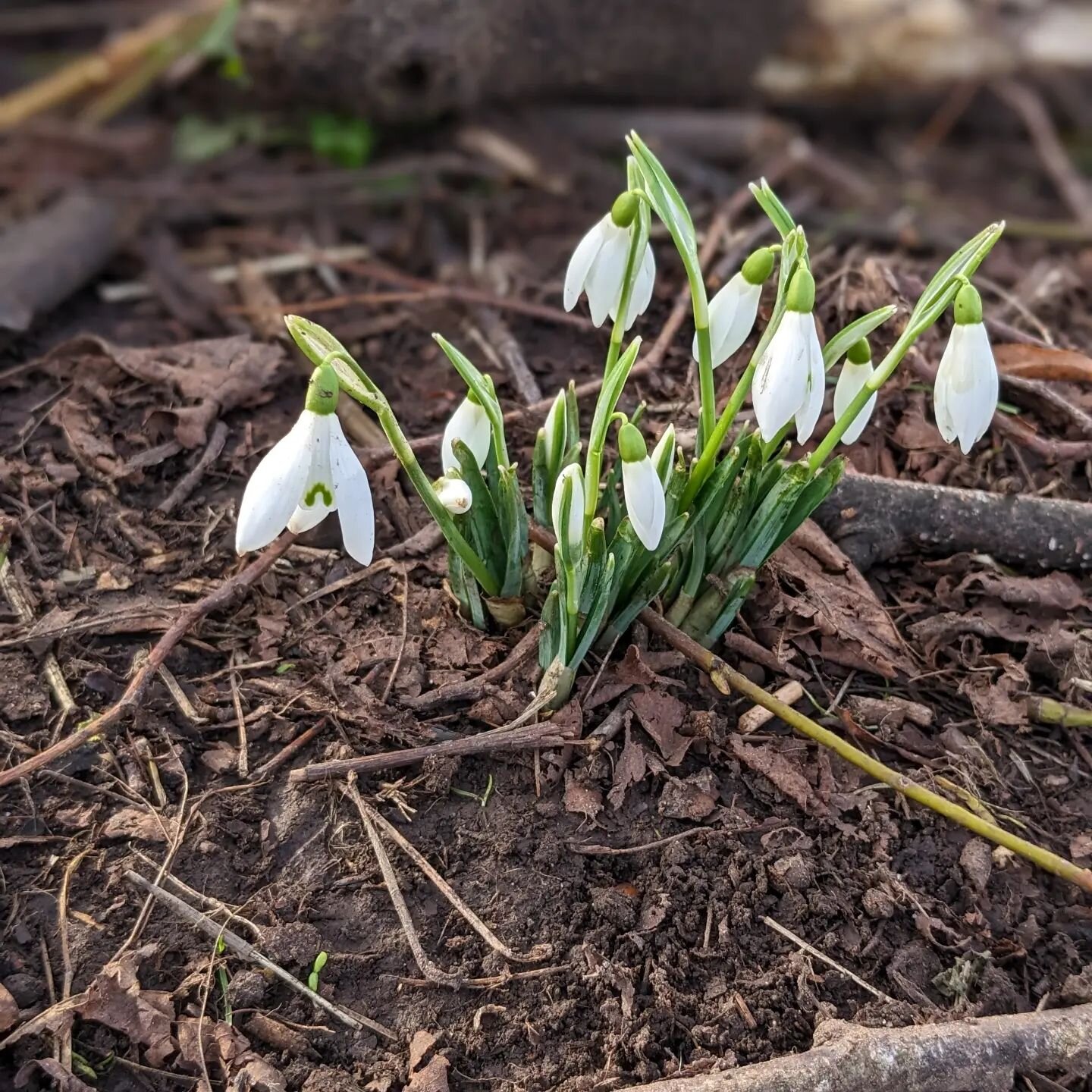 First sightings! Is there anything more cheering after a long British winter than snowdrops? I was introduced to the pagan festival Imbolc by a patient yesterday which falls at the beginning of February and marks the first stirrings of spring. Chines