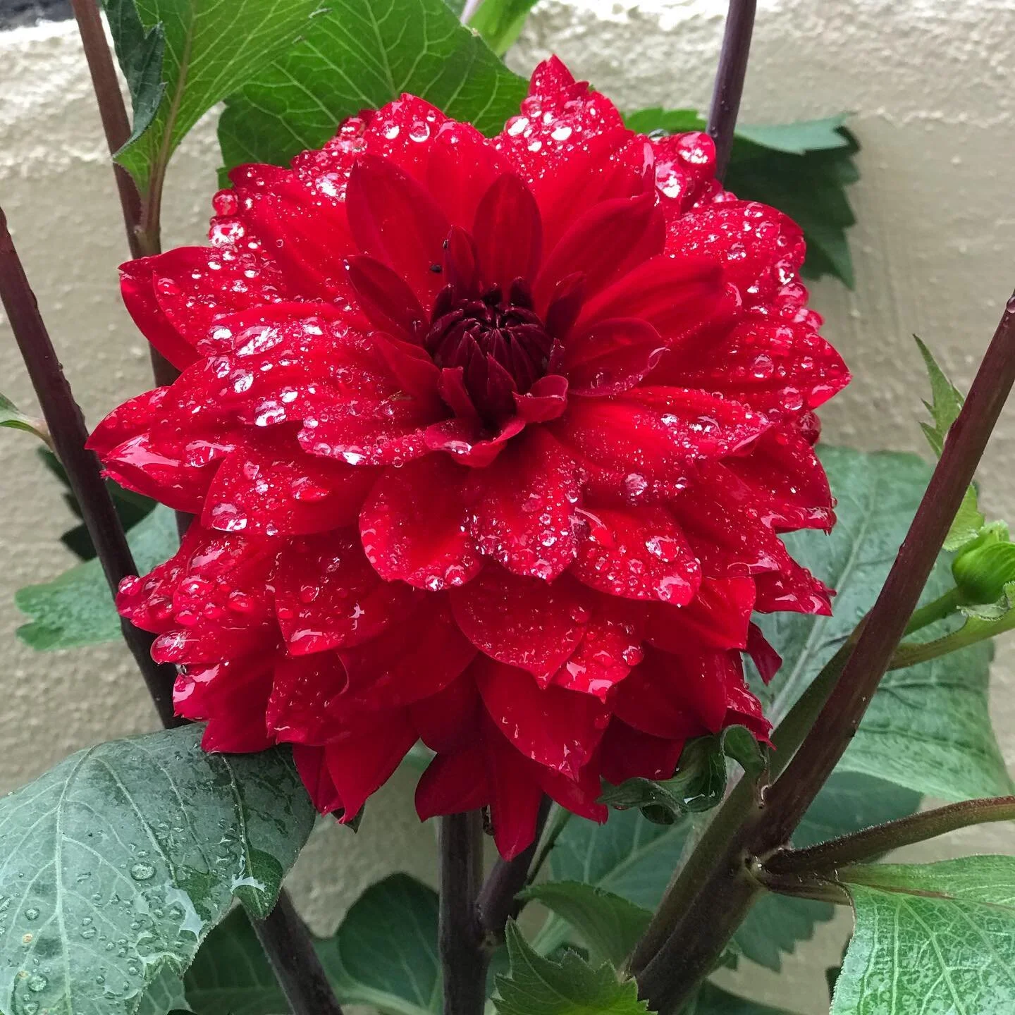 FIRE

We had a taste of high summer over the last month (although today is back to more traditional British summer time aka 🌧☔️🌂) in Five Element theory the summer is the time of the Fire element. 
The Fire element is all about opening yourself up 