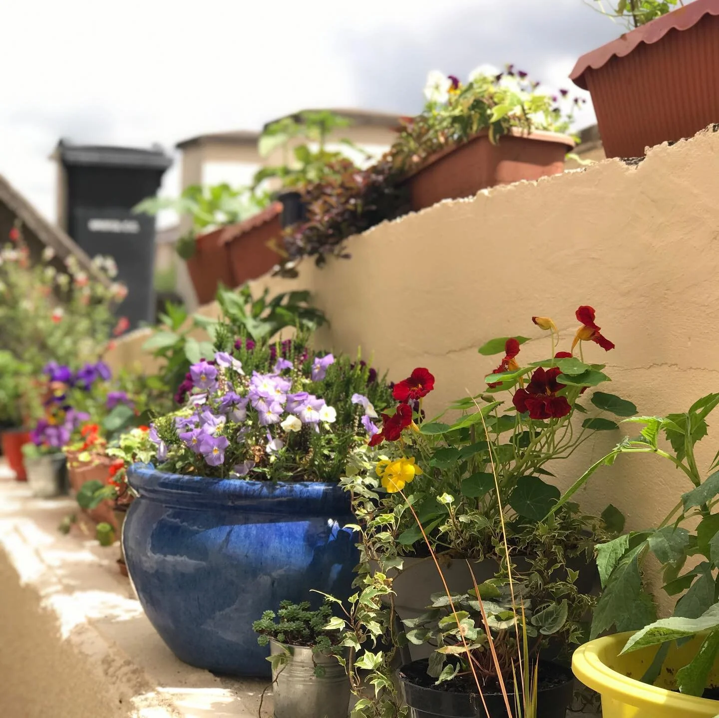 Early summer pot garden bringing me (and the bees) the simplest of joys 🌺🐝🌸🐝🌻 #nature #potgarden #containergardening #gardening #acupuncture #fiveelementacupuncture #bristol #bristolindependents #health #mentalhealth #wellbeingbristol