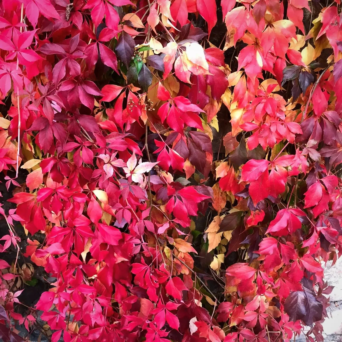 Autumn is here and so is my latest blog post! If you are interested in how Chinese medicine describes autumn and the beauty in seasonal living then give it a read! Link in the bio 🍁🍂🍁 
#fiveelementacupuncture #chinesemedicine #acupuncture #tcm #tr