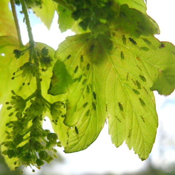 Sycamore aphids enjoying the sunshine and the story
