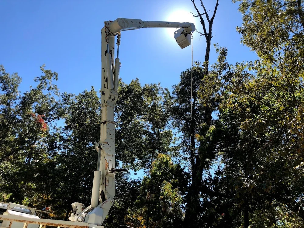 Mckenzie Tree Company