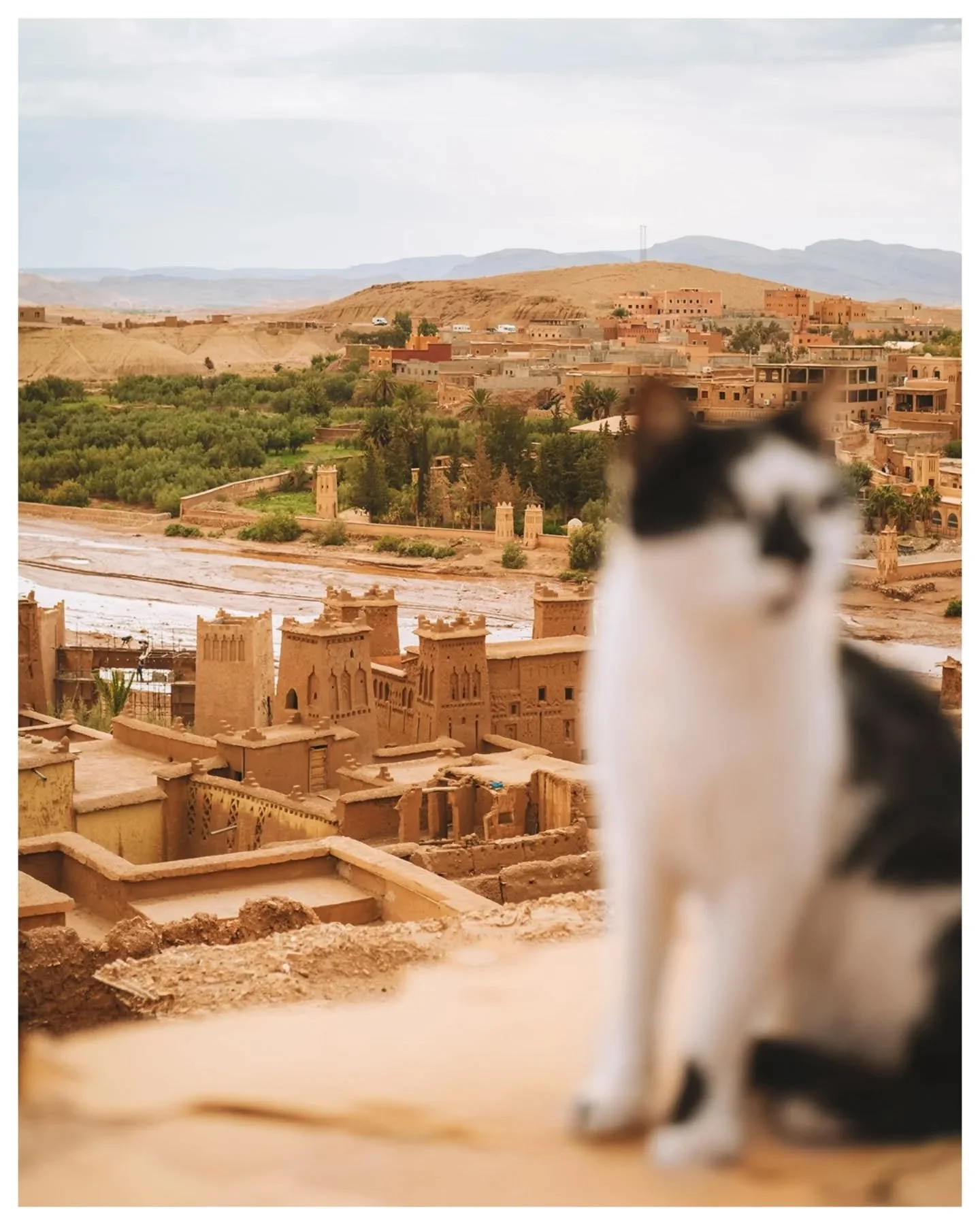 Throwback to 4 month ago, when we zoomed around between the Sahara Desert and the Atlas Mountains. 🐫🇲🇦

📍Locations
1: A&iuml;t-Ben-Haddou
2: Merzouga - Sahara Desert
3: Todra Gorge
4: Hassan II Mosque, Casablanca
5: Le Jardin Secret, Marrakesh
6:
