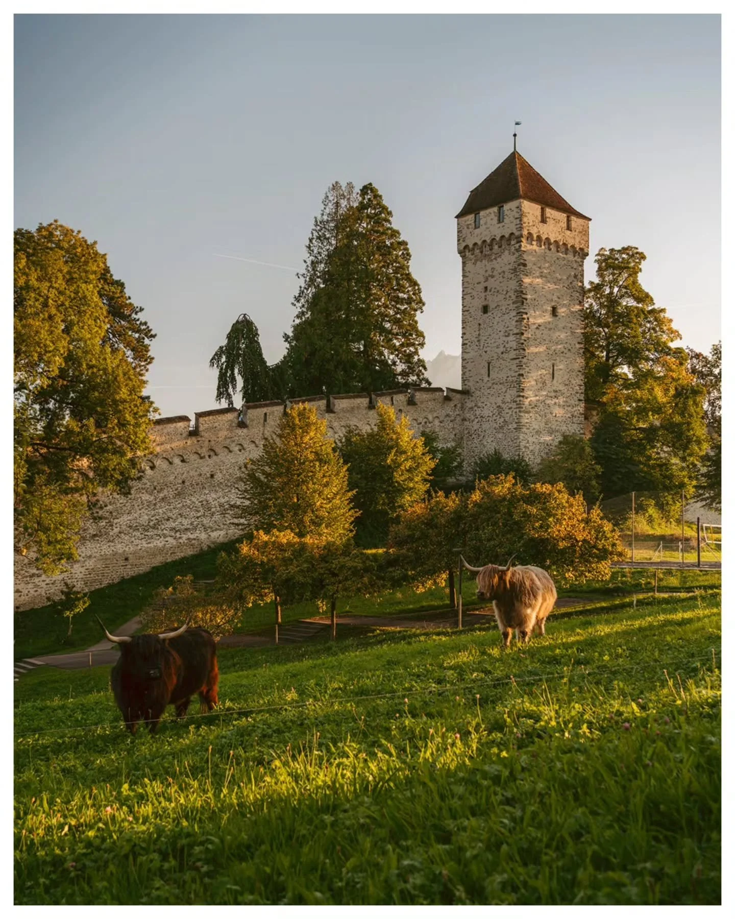 So wie sich der Sommer zum Herbst verschiebt, haben sich auch die Schottischen Hochlandrinder des @kulturhofhintermusegg um ein paar Musegg-T&uuml;rme nach links verschoben. 🐂

Luzern | 19. September 2025 

Sony a7rii | 35mm

@sonyalpha @sony.schwei