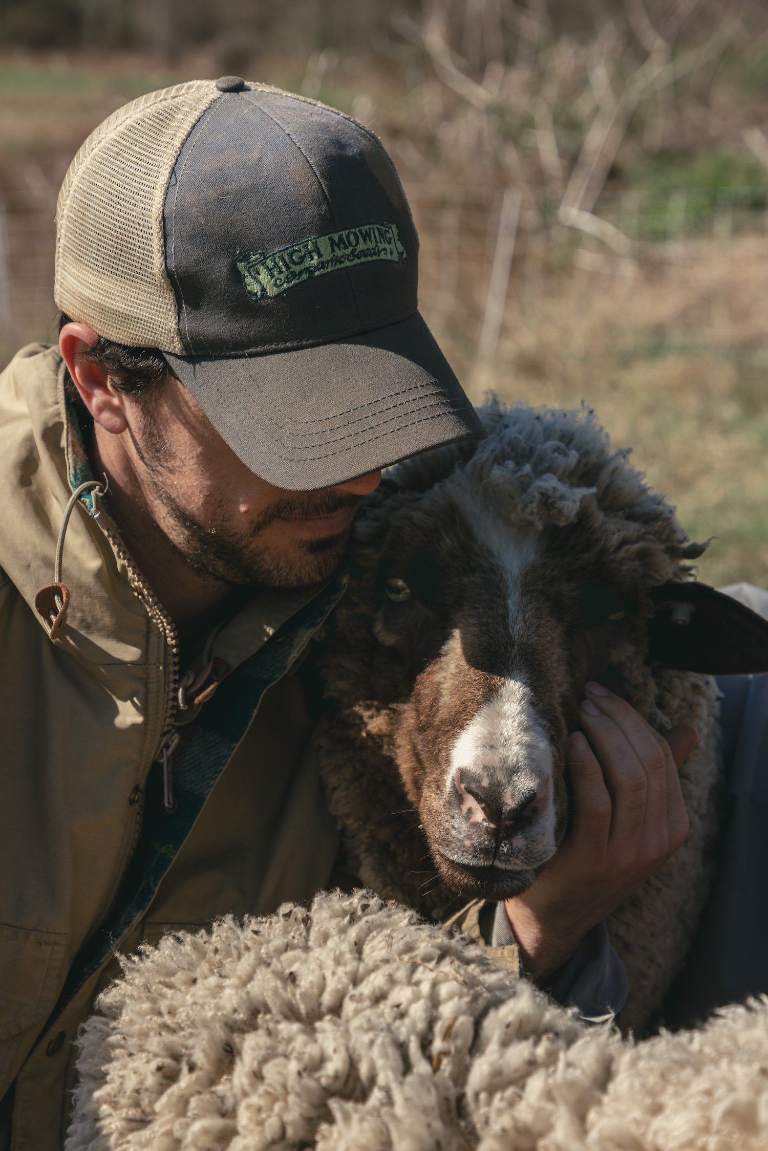 How and why we chose to raise Sheep