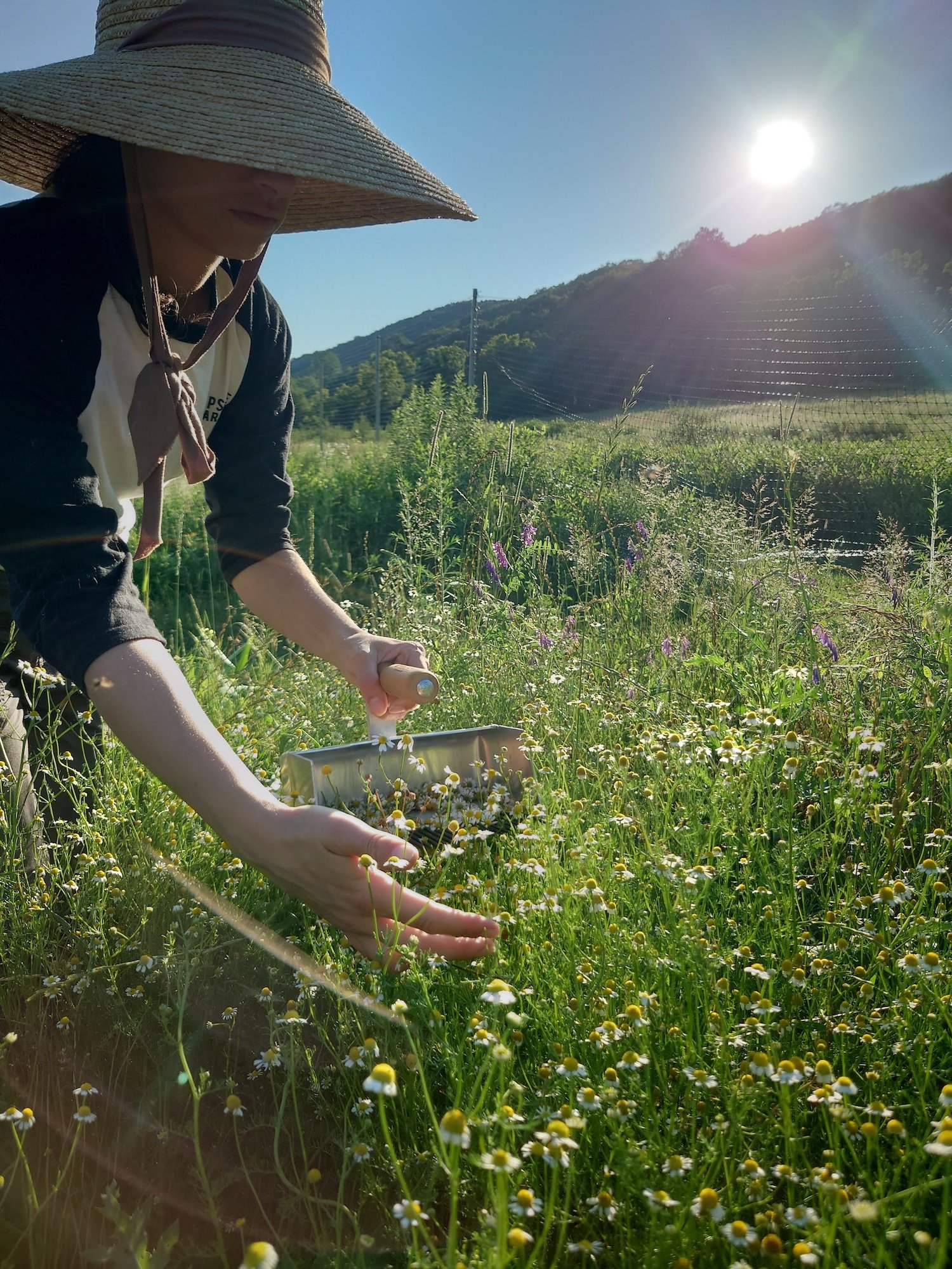 light Catchers: Where Soil and Light Are Made One