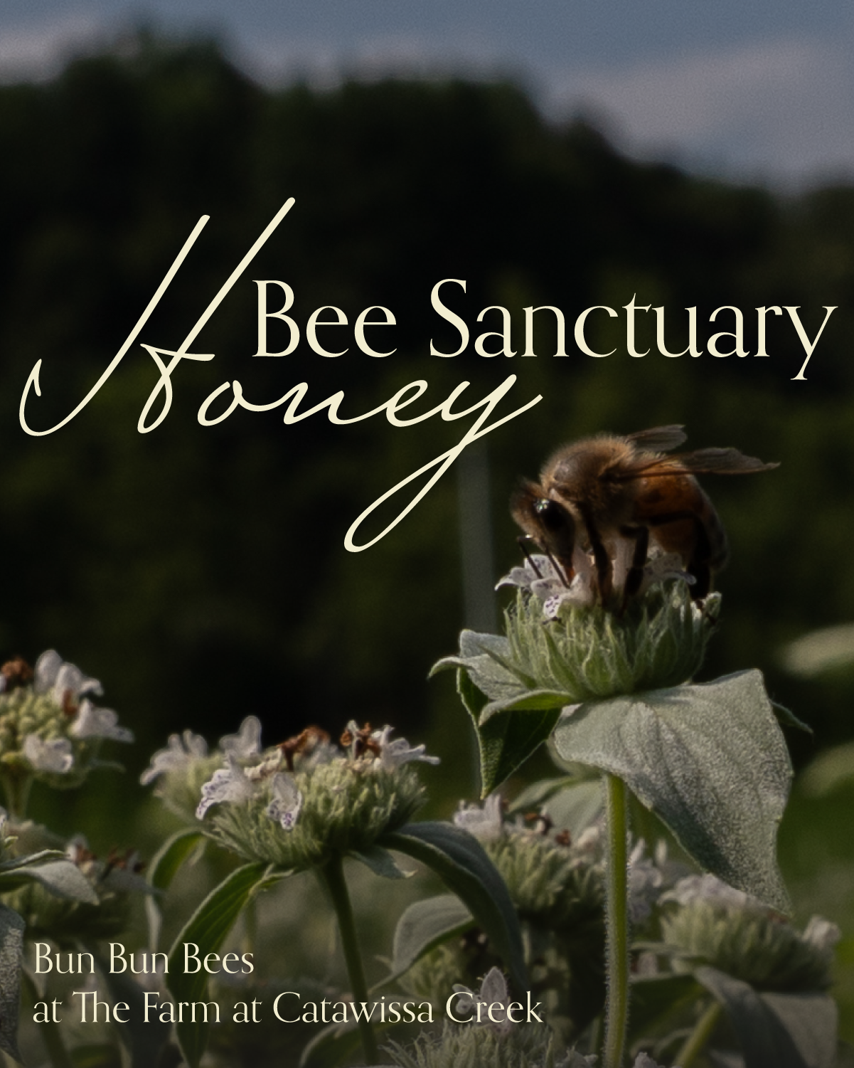Honey from A Bee Sanctuary