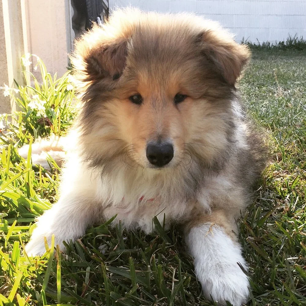 Esta bolita lleg&oacute; a nuestra vida hace 3 a&ntilde;os. ⁣⁣
⁣⁣
Justo seis meses despu&eacute;s de la muerte de Aleix. ⁣⁣
⁣⁣
Y, entretanto, nos hab&iacute;amos mudado de casa y me estaba sacando el carn&eacute; de conducir.⁣⁣
⁣⁣
Y yo andaba perdida