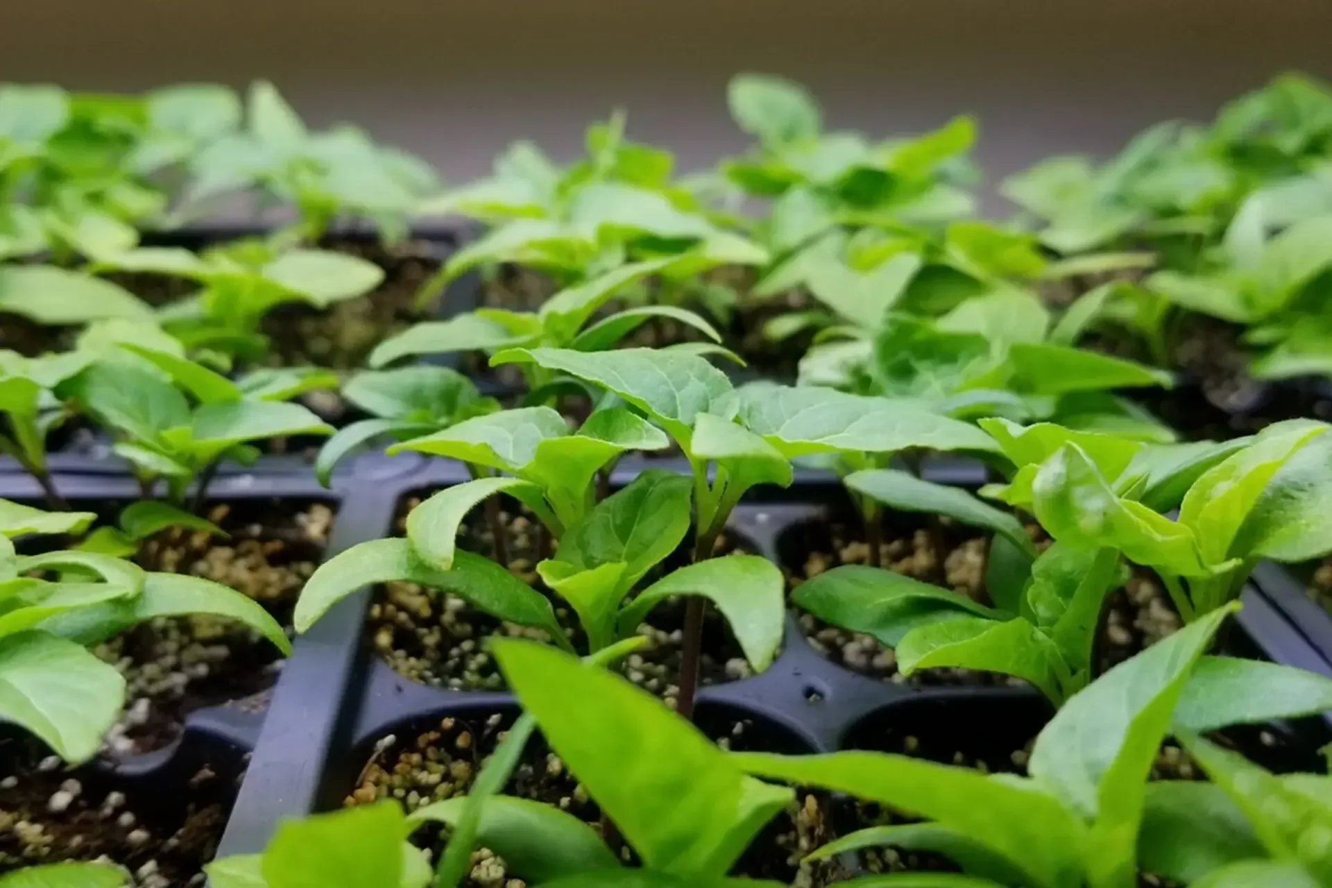 Close-up of small green seedlings emerging from soil in black seed trays.