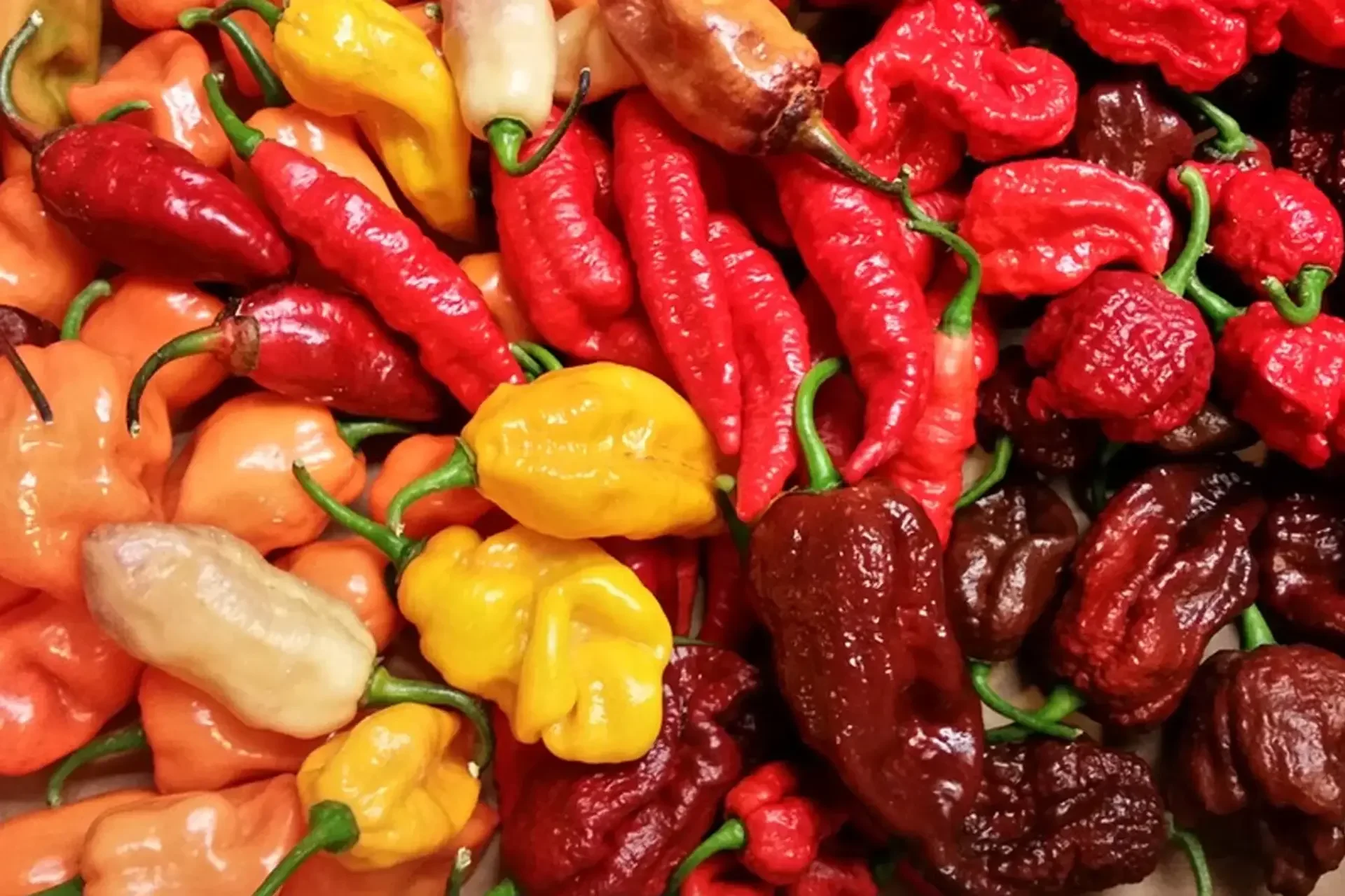 Close-up of a variety of colorful peppers, including red, orange, yellow, and dark brown peppers.
