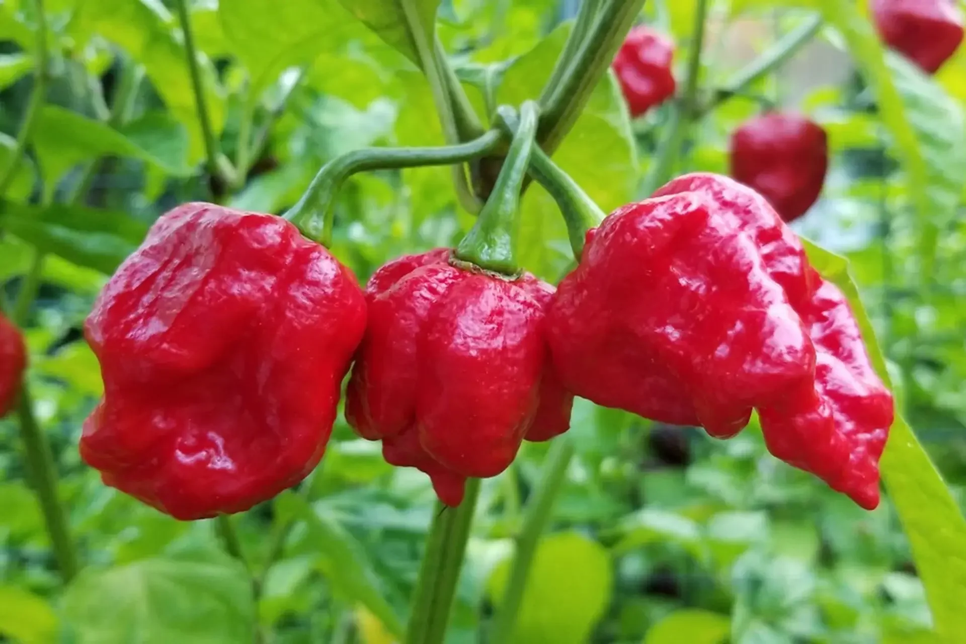 Close-up of three red, wrinkled chili peppers growing on a green plant with blurry green leaves in the background.