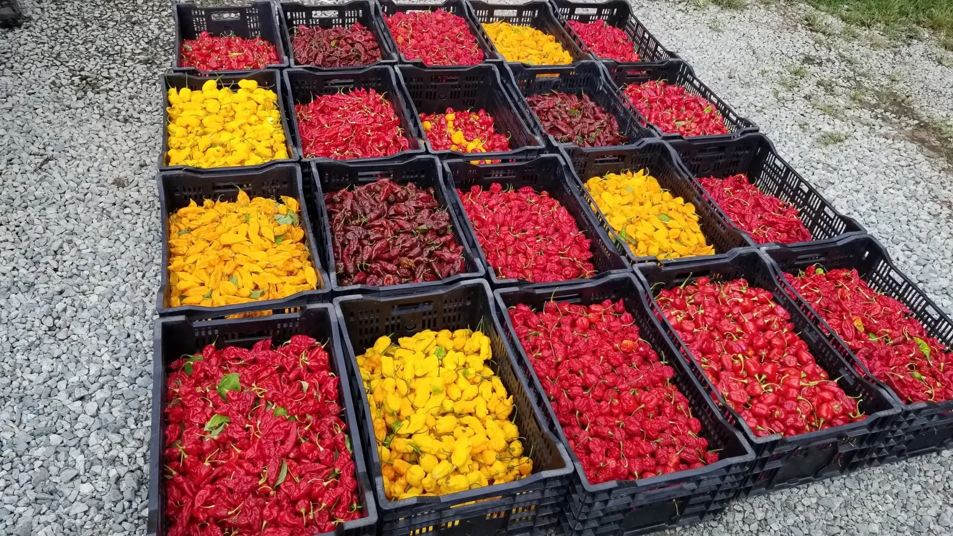 Multiple black crates filled with various colored peppers, including red, yellow, and purple peppers, arranged on a gravel surface outdoors.