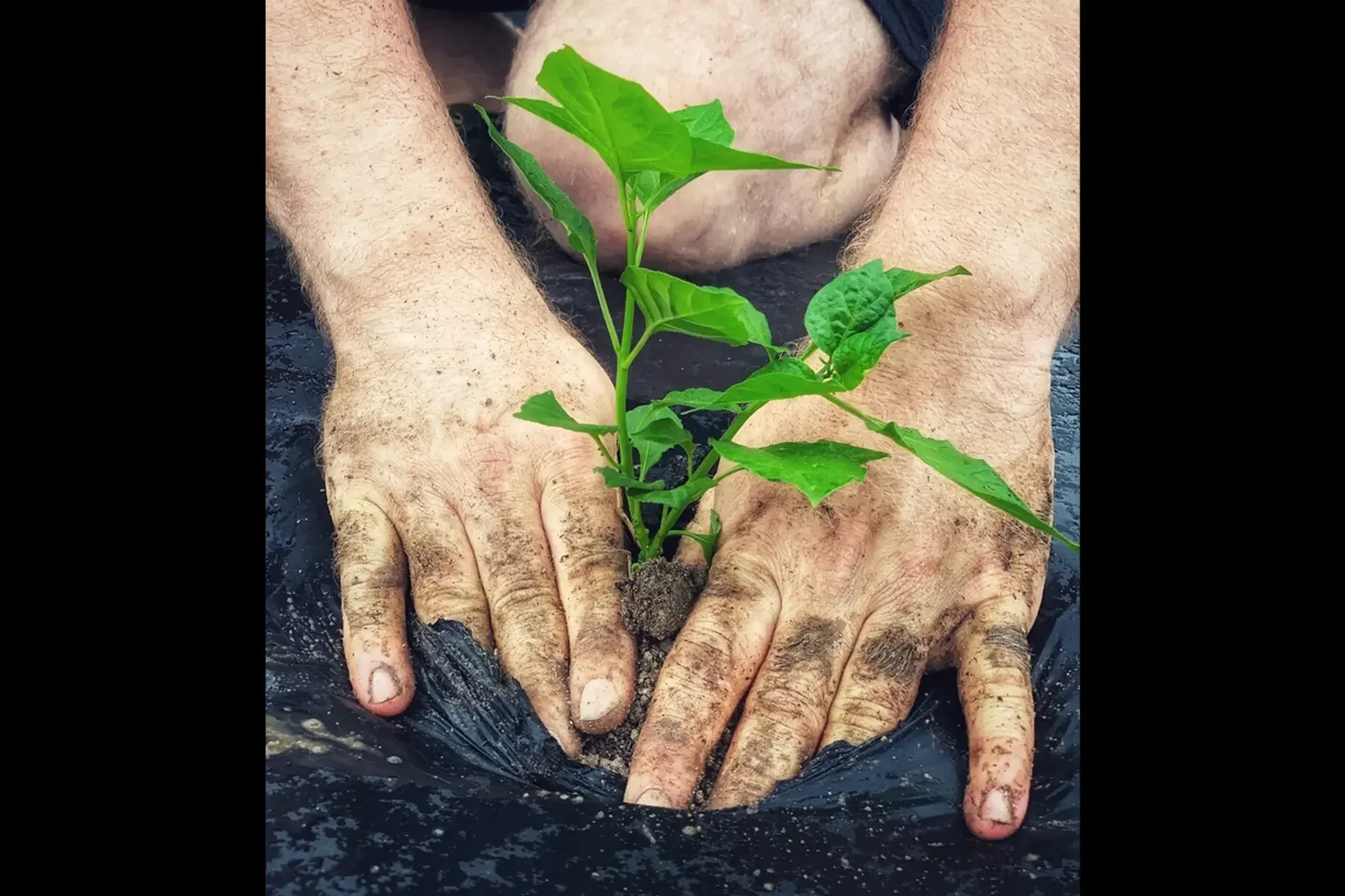 A person planting a small green seedling in the soil, with their hands covered in dirt, surrounded by black plastic mulch. Organic farming.