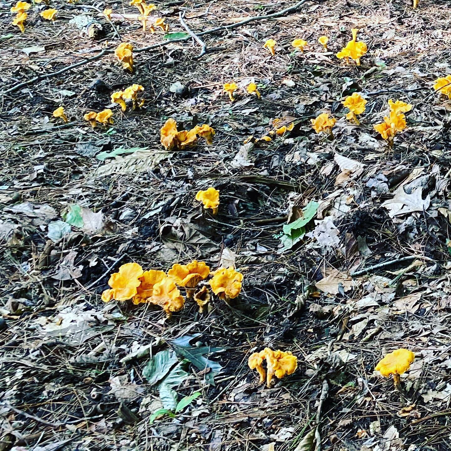 Natural treasures from the Velvet Wood.  These chanterelles are heading to @shortofachef in AVL