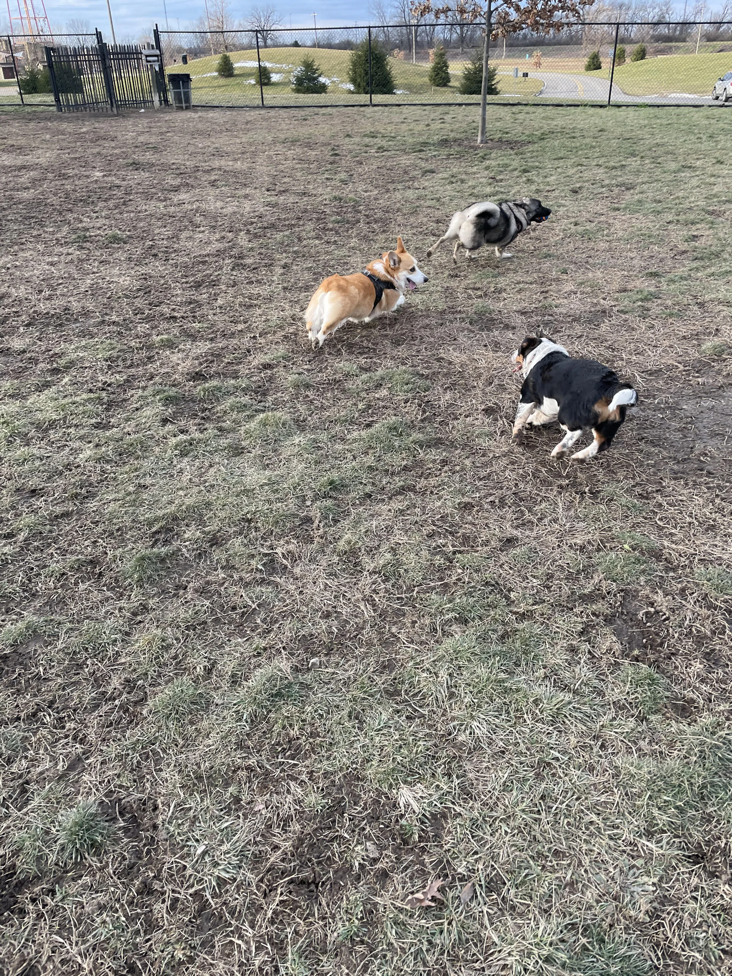 columbus running around.jpeg