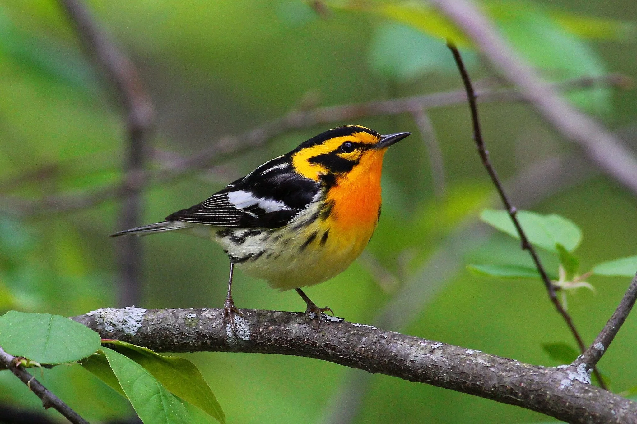 Spring Migration Birding weekend - all meals included.