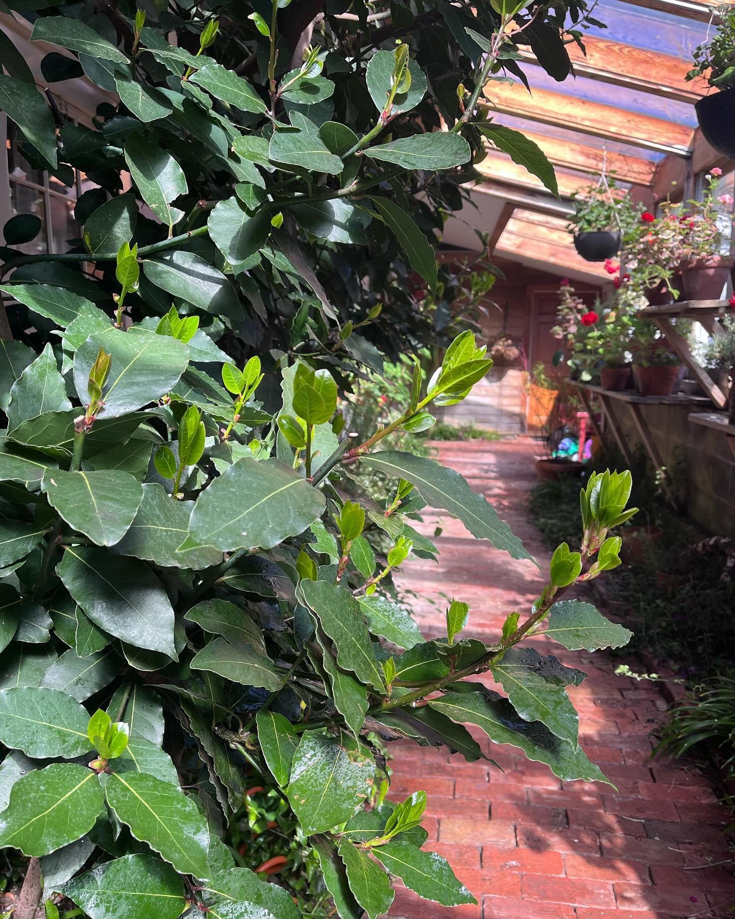 Need fresh bay leaves? I need to trim this giant bay tree in our conservatory and would love to share it.  Easy to dry for future culinary uses.  Make a plan to stop by or spend the night. 

#bayleaves #herbs #vermontlife #bedandbreakfast #vermonterm